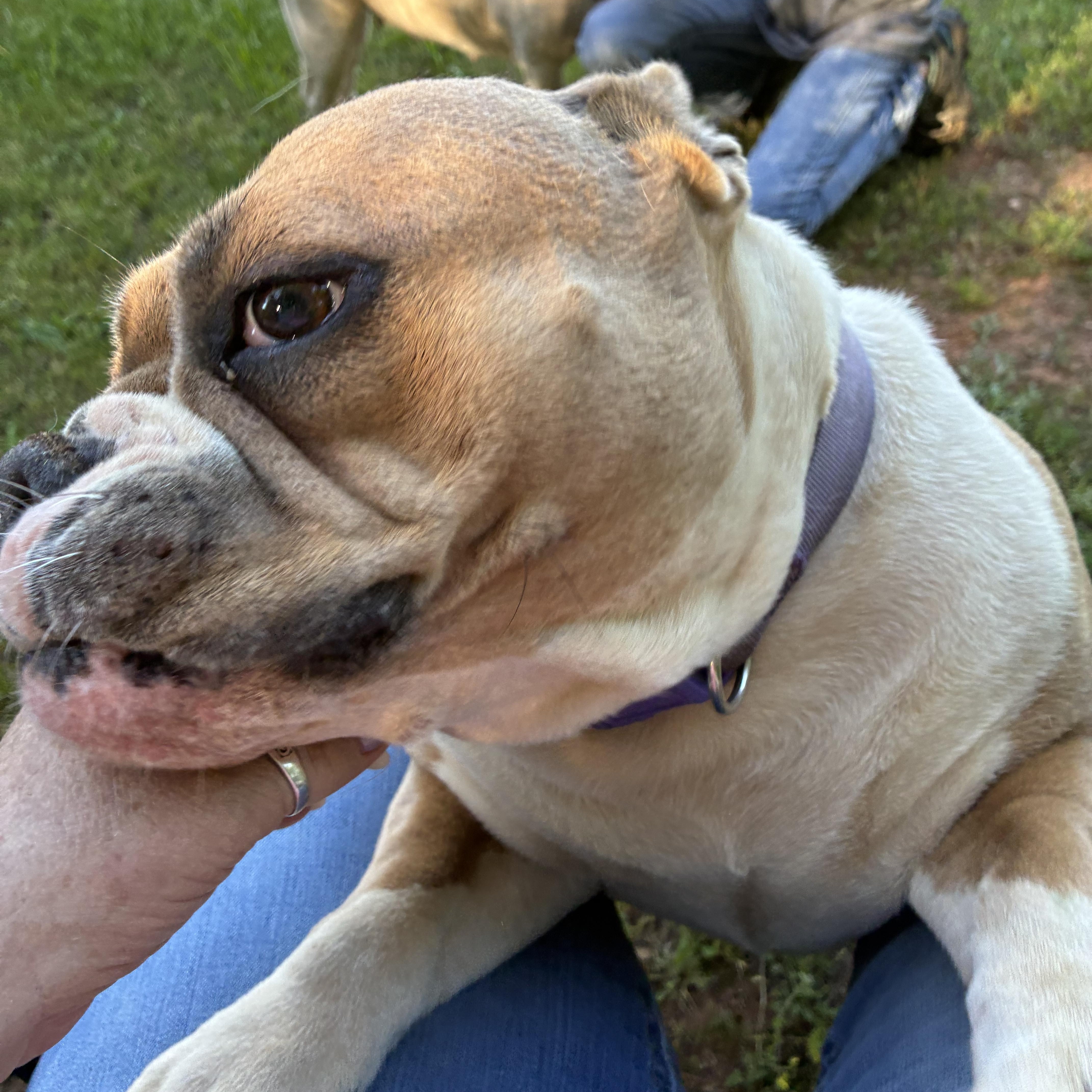 Enlarge Trixie, a ADOPTABLE English Bulldog in Woodruff, SC image 1/5