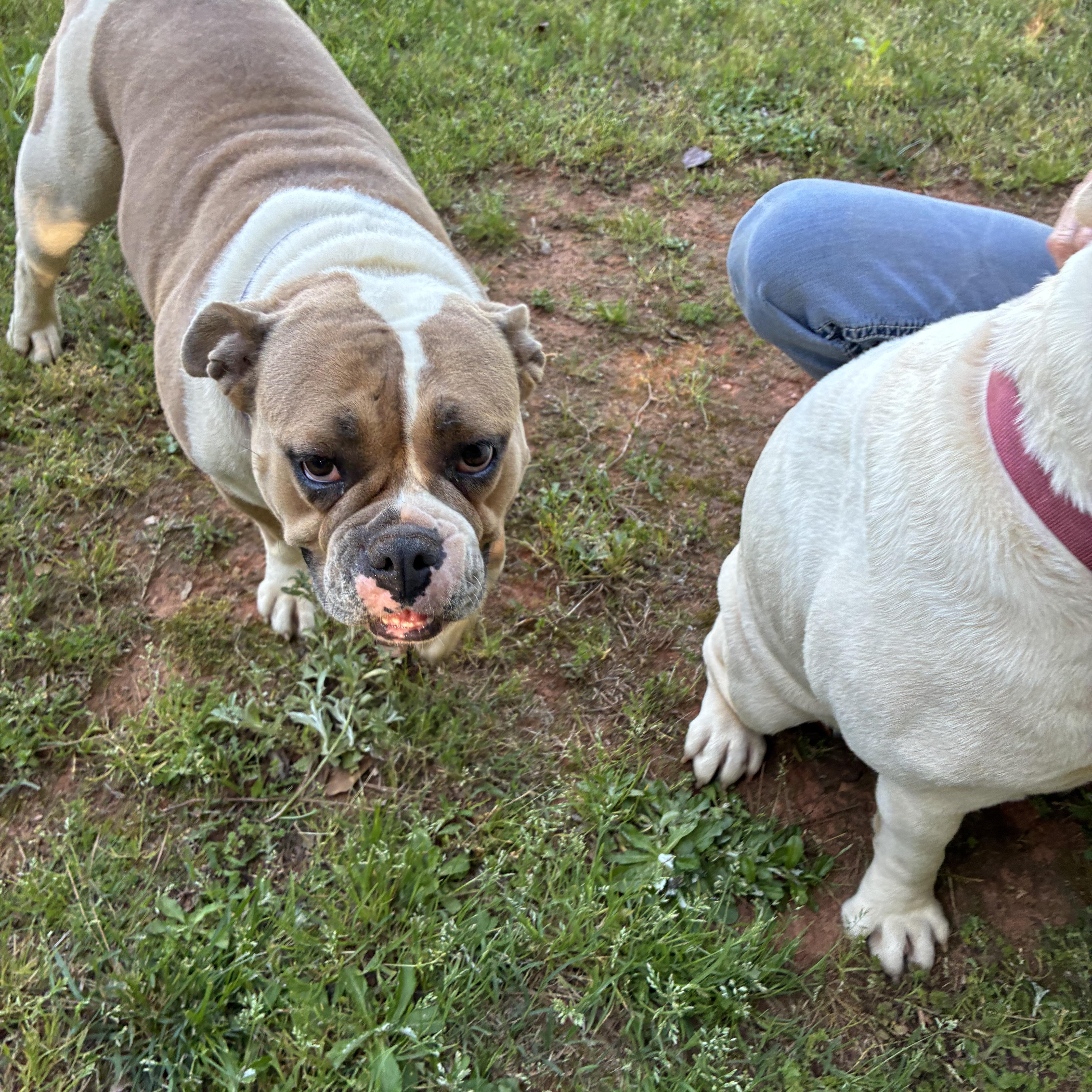 Enlarge Trixie, a ADOPTABLE English Bulldog in Woodruff, SC image 4/5