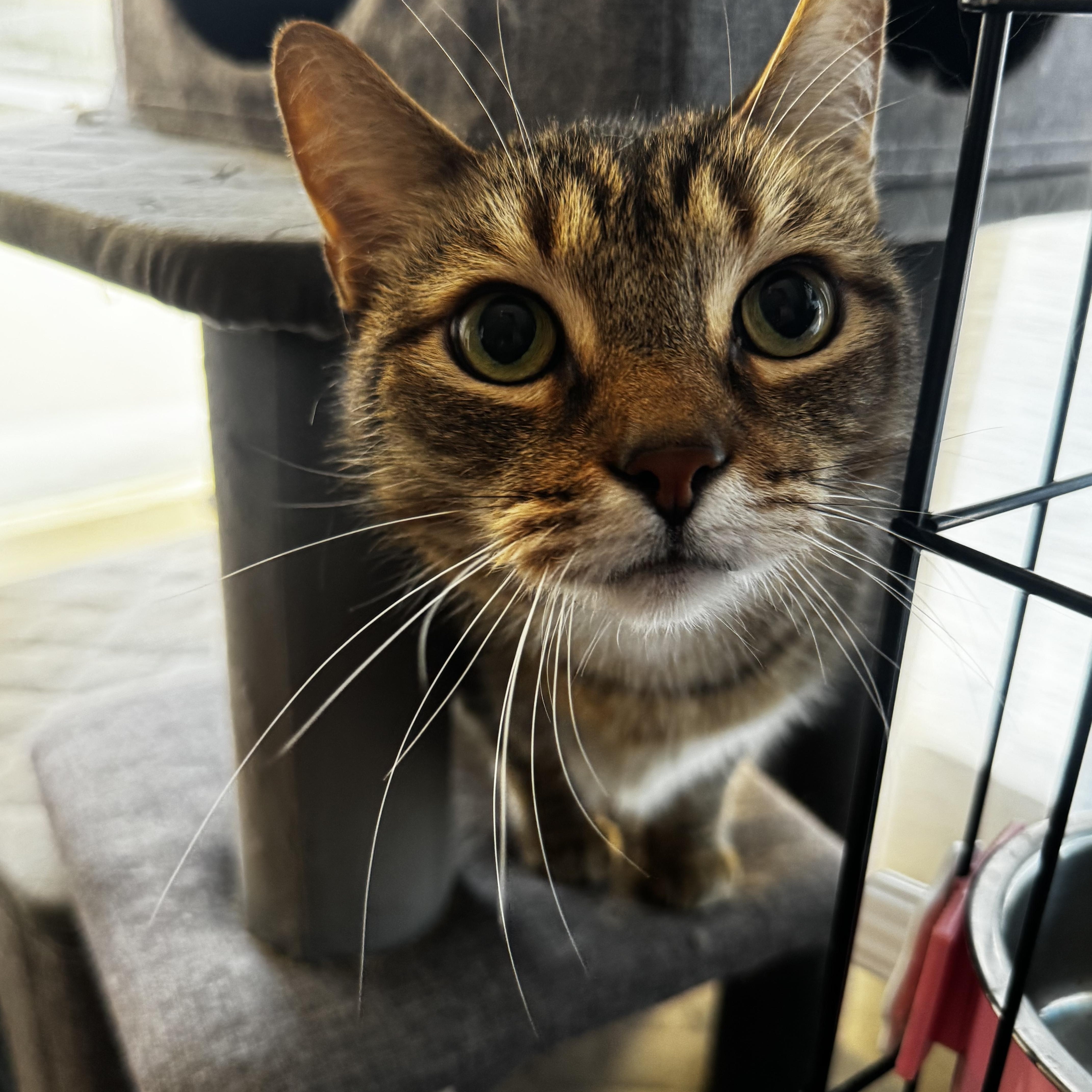 Miguelito, a ADOPTABLE Domestic Short Hair in Riverside, CA image 2/5