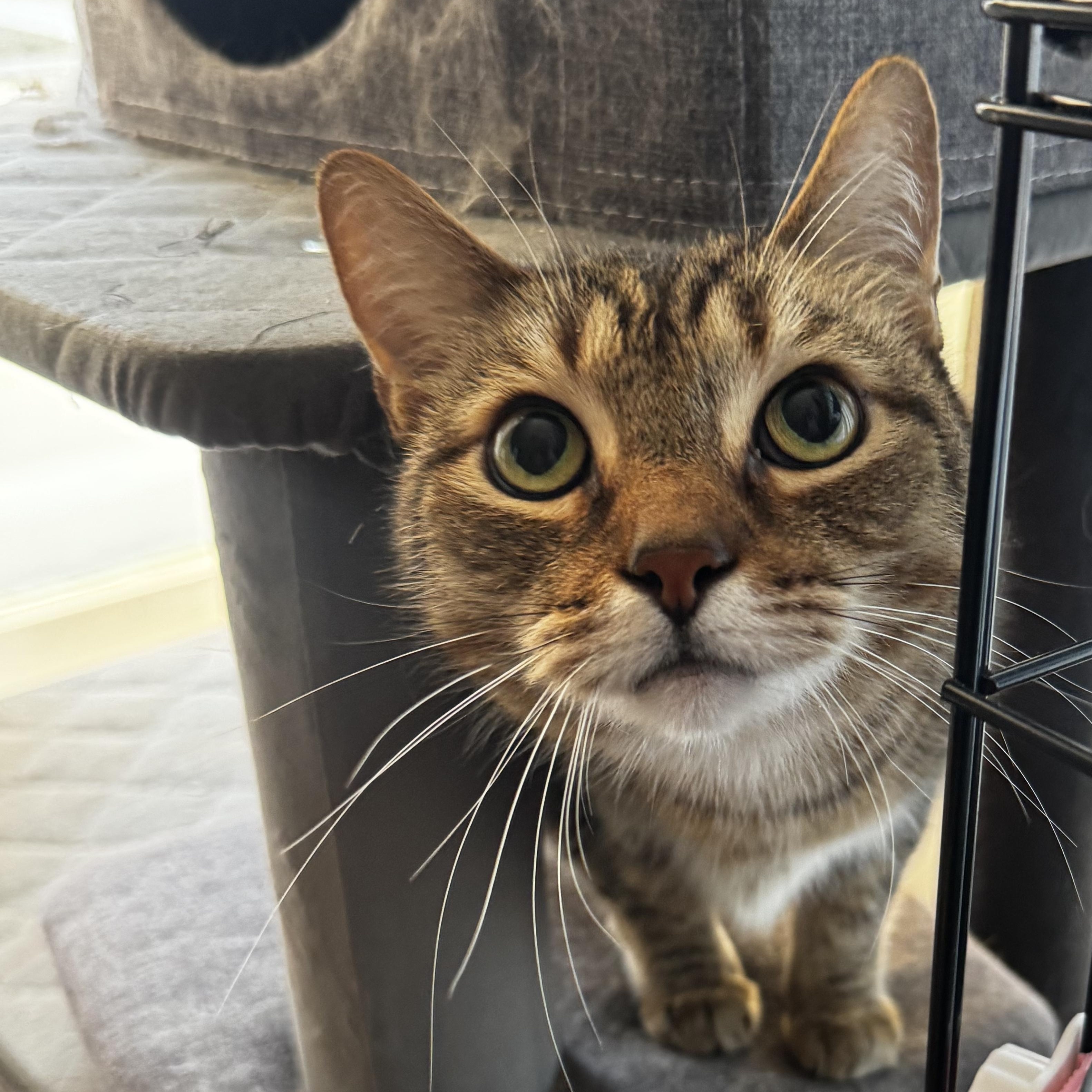 Miguelito, a ADOPTABLE Domestic Short Hair in Riverside, CA image 1/5