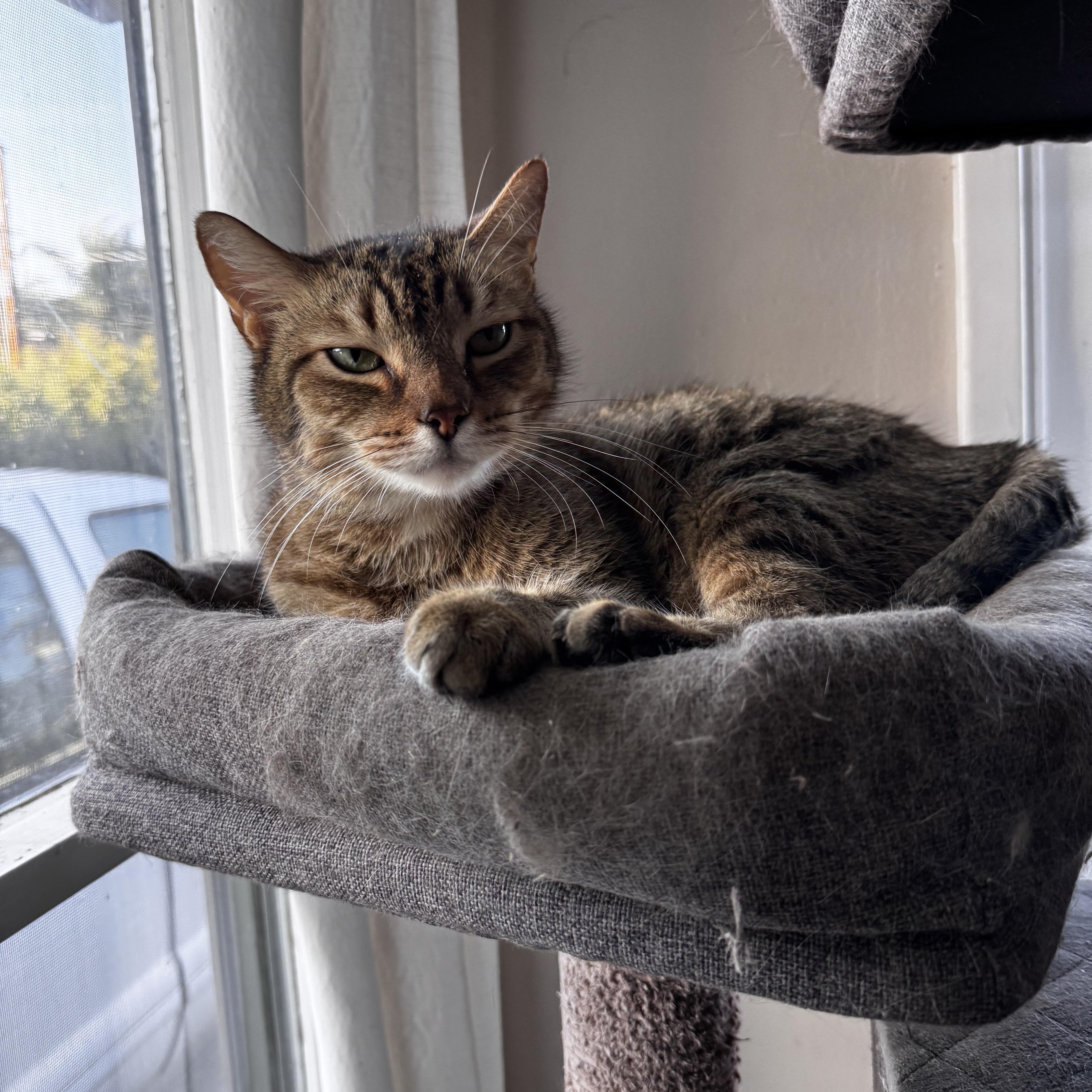 Miguelito, a ADOPTABLE Domestic Short Hair in Riverside, CA image 5/5