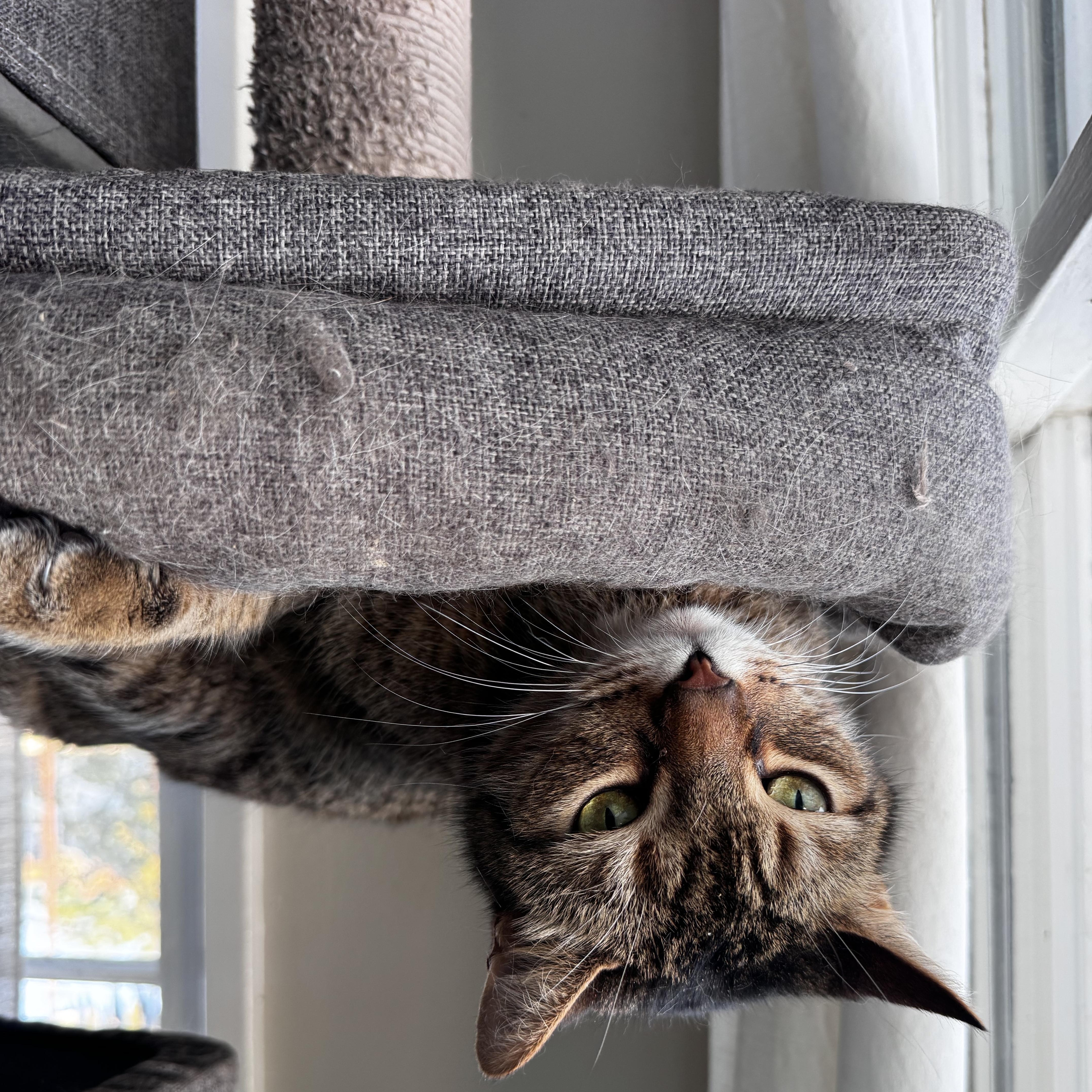 Miguelito, a ADOPTABLE Domestic Short Hair in Riverside, CA image 4/5