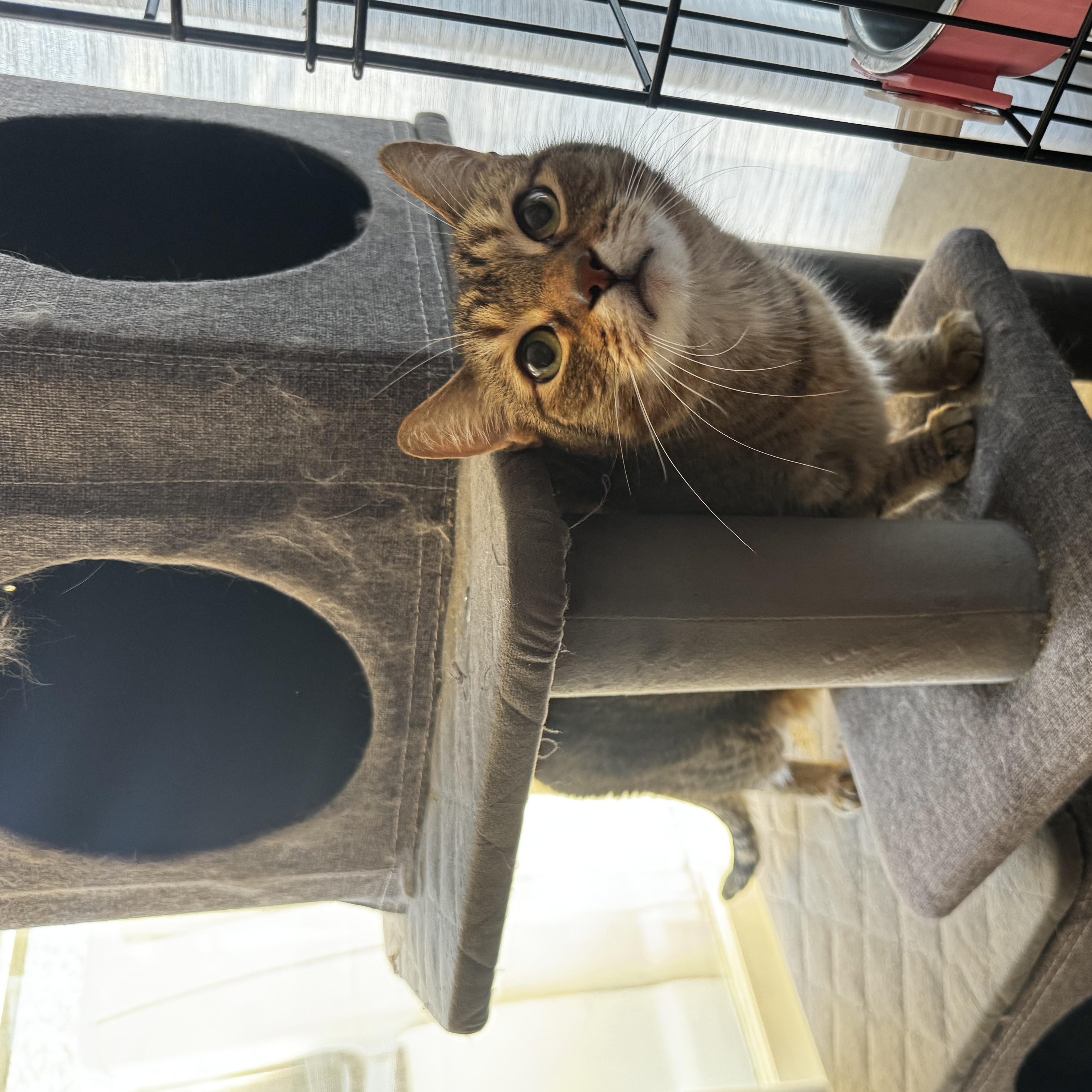 Miguelito, a ADOPTABLE Domestic Short Hair in Riverside, CA image 3/5