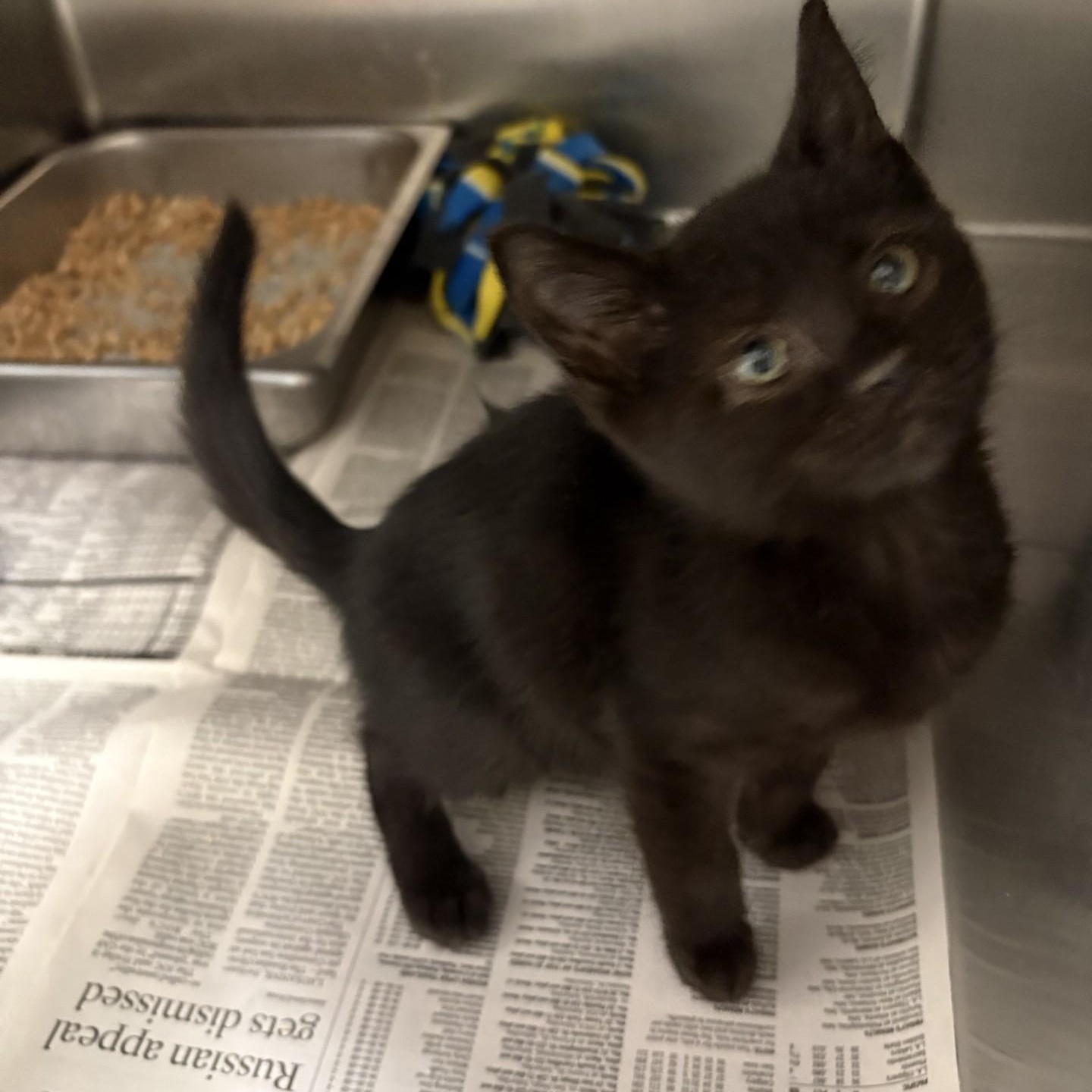 Enlarge Dean, an adopted Domestic Short Hair in Elberon, VA image 1/1