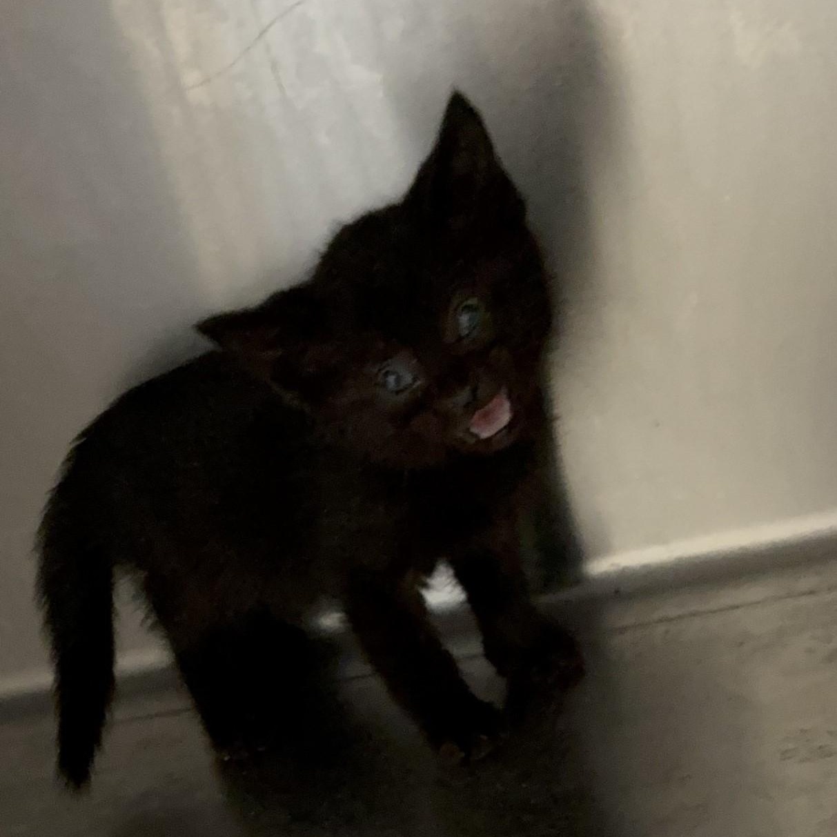 Dean, ADOPTABLE, Kitten Male Domestic Short Hair.