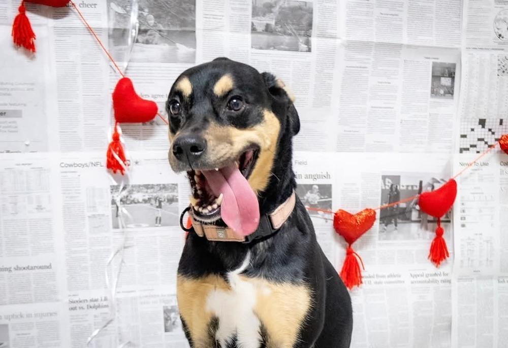 Cleo, Adoptable, Young Female Rottweiler & Rat Terrier.