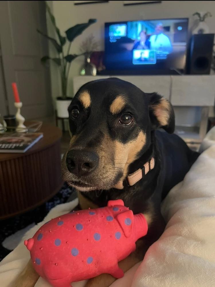 Enlarge Cleo, a Adoptable mixed breed in Richardson, TX image 2/6