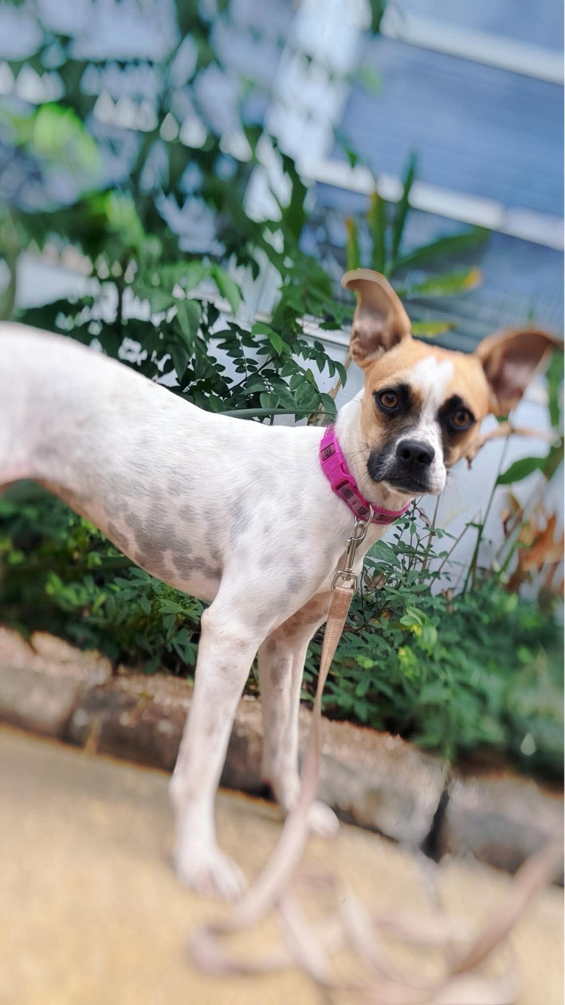 Enlarge Loretta Lynn "Pebbles", a Adoptable Mixed Breed in New Smyrna Beach, FL image 2/4