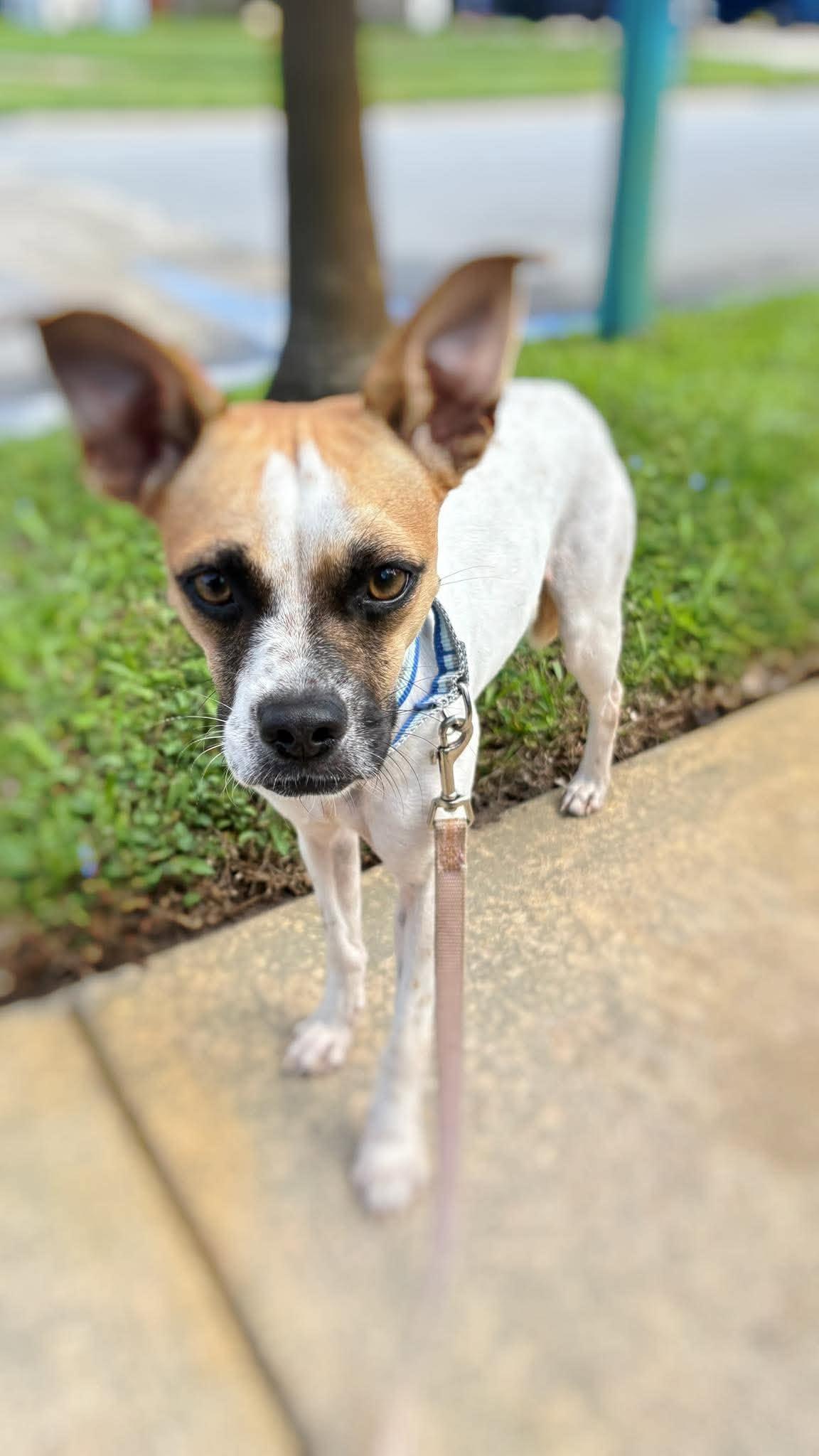Loretta Lynn "Pebbles", Adoptable, Young Female Mixed Breed.