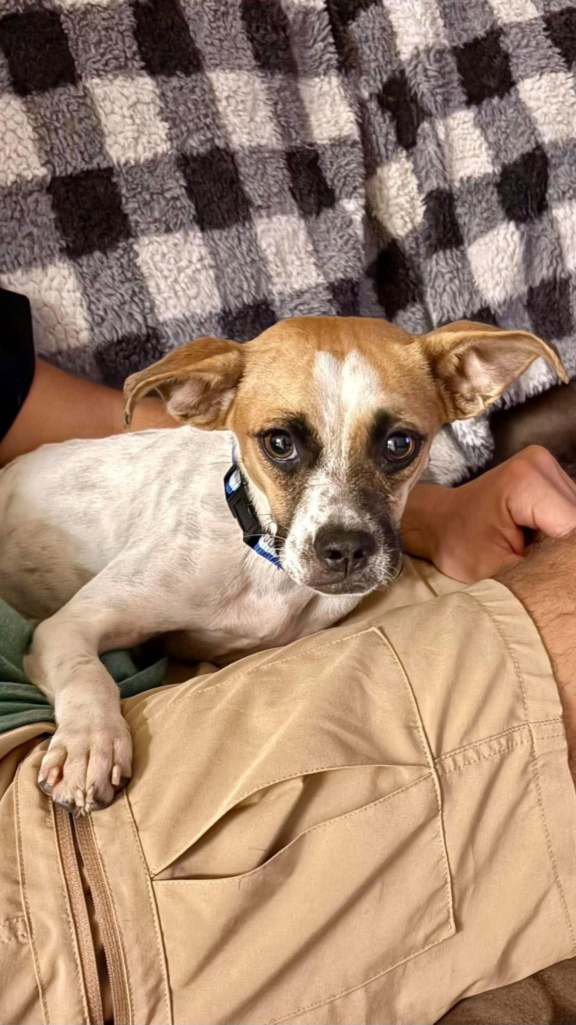Enlarge Loretta Lynn "Pebbles", a Adoptable Mixed Breed in New Smyrna Beach, FL image 3/4
