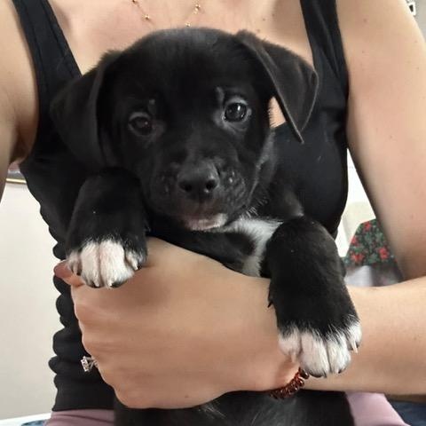 Steve (Miller - Rock Music Legend), adopted, Puppy Male Mastiff & Pit Bull Terrier.