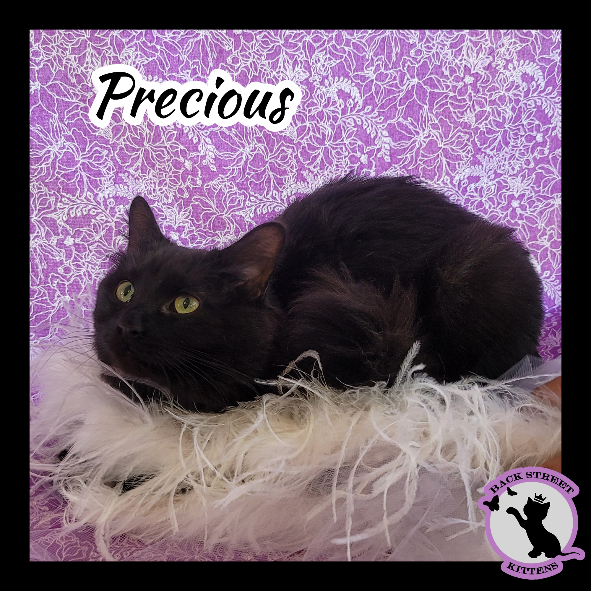 Enlarge Precious, a Adoptable Domestic Medium Hair in Dacula, GA image 1/10