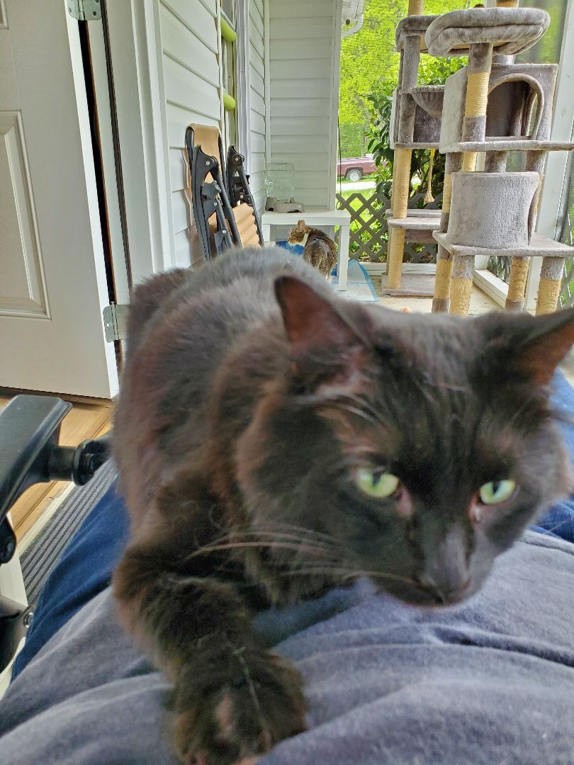 Enlarge Precious, a Adoptable Domestic Medium Hair in Dacula, GA image 2/10