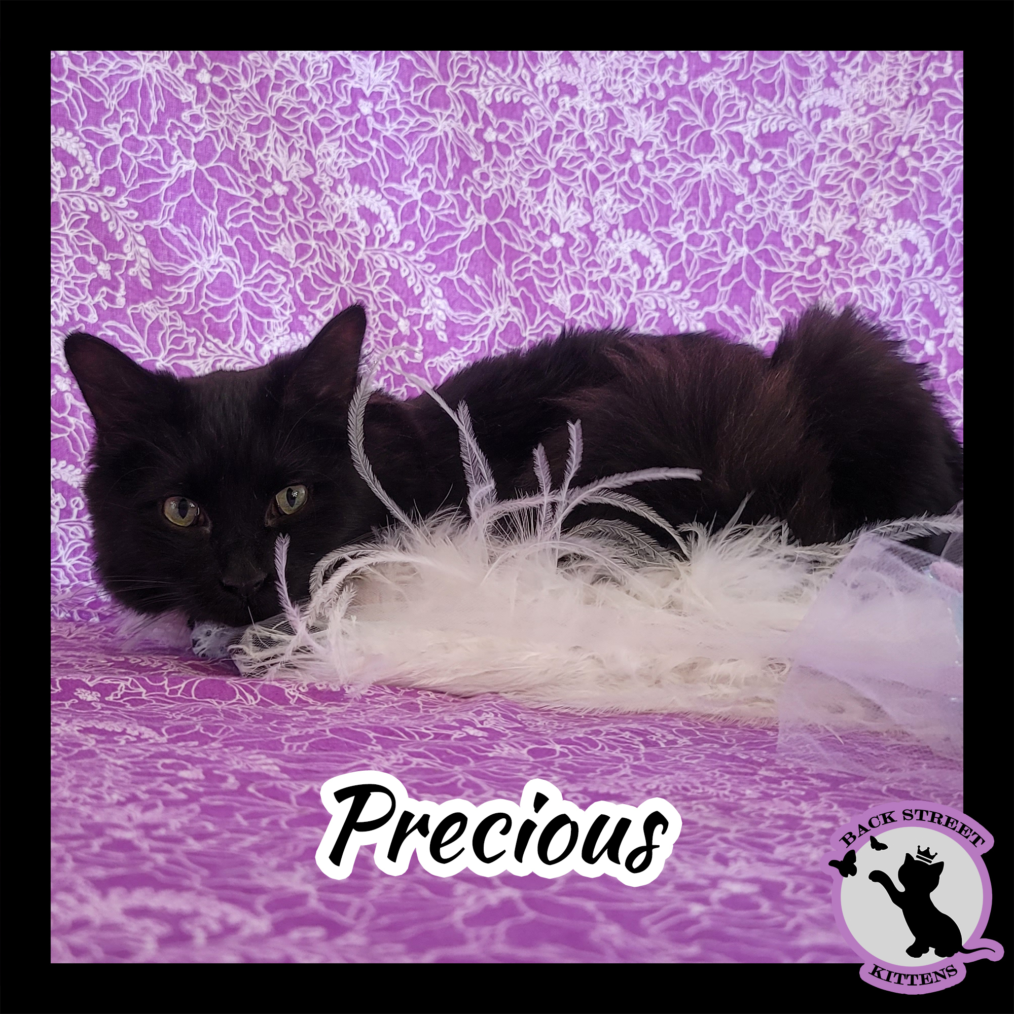 Enlarge Precious, a Adoptable Domestic Medium Hair in Dacula, GA image 3/10
