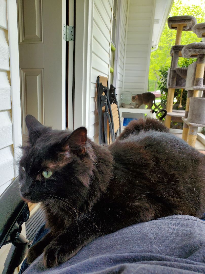 Enlarge Precious, a Adoptable Domestic Medium Hair in Dacula, GA image 4/10