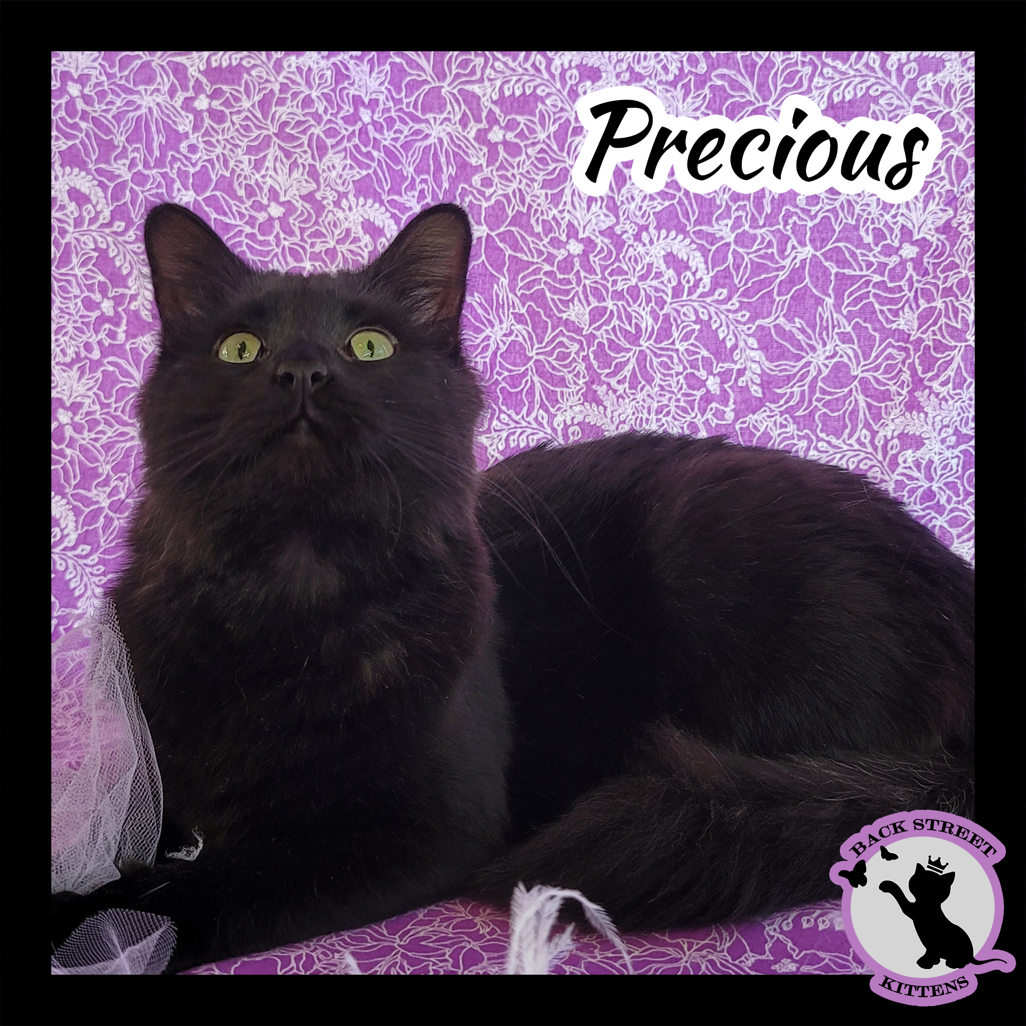 Enlarge Precious, a Adoptable Domestic Medium Hair in Dacula, GA image 5/10