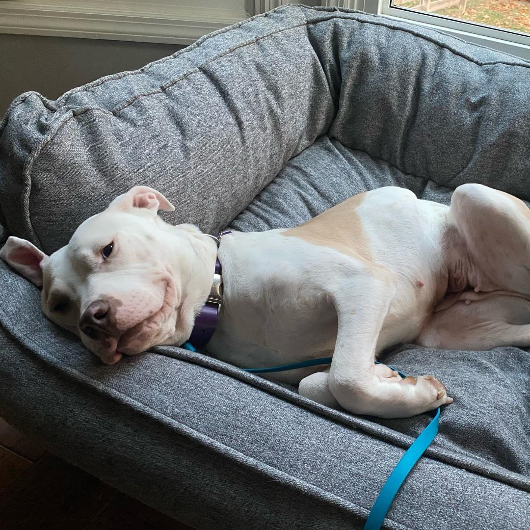 Sugar, Adopted, Adult Female Pit Bull Terrier.