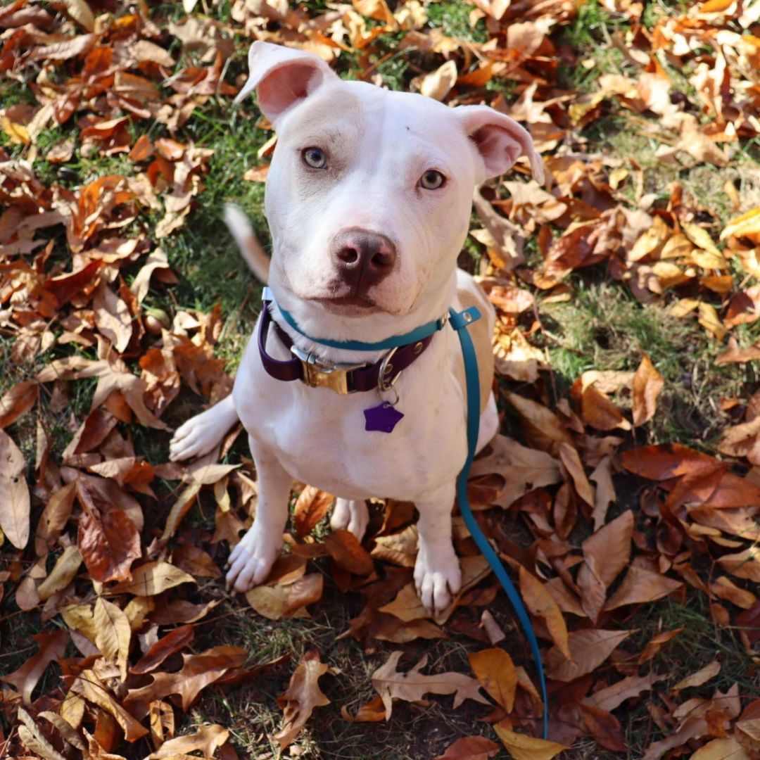Enlarge Sugar, a Adopted mixed breed in Manassas, VA image 2/3