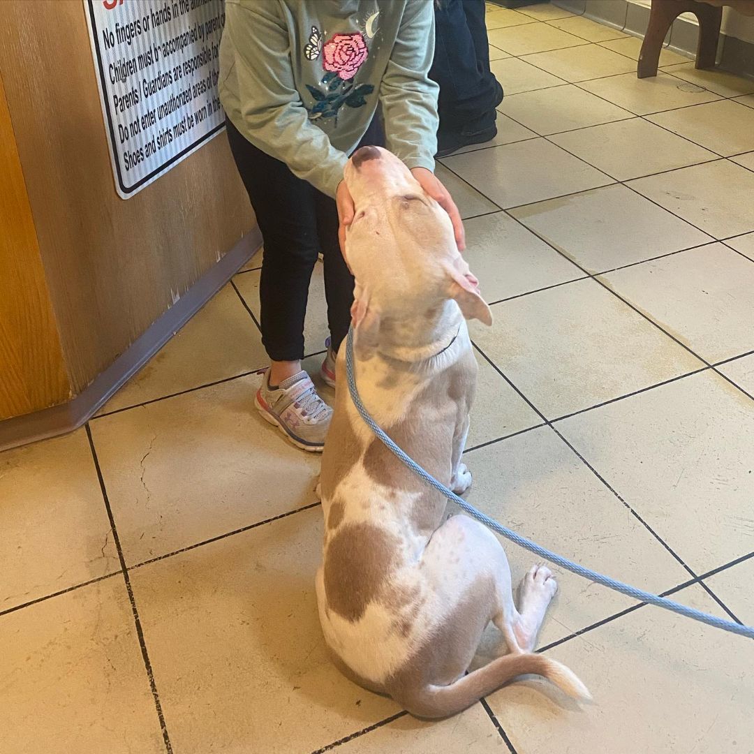 Enlarge Sugar, a Adopted mixed breed in Manassas, VA image 3/3