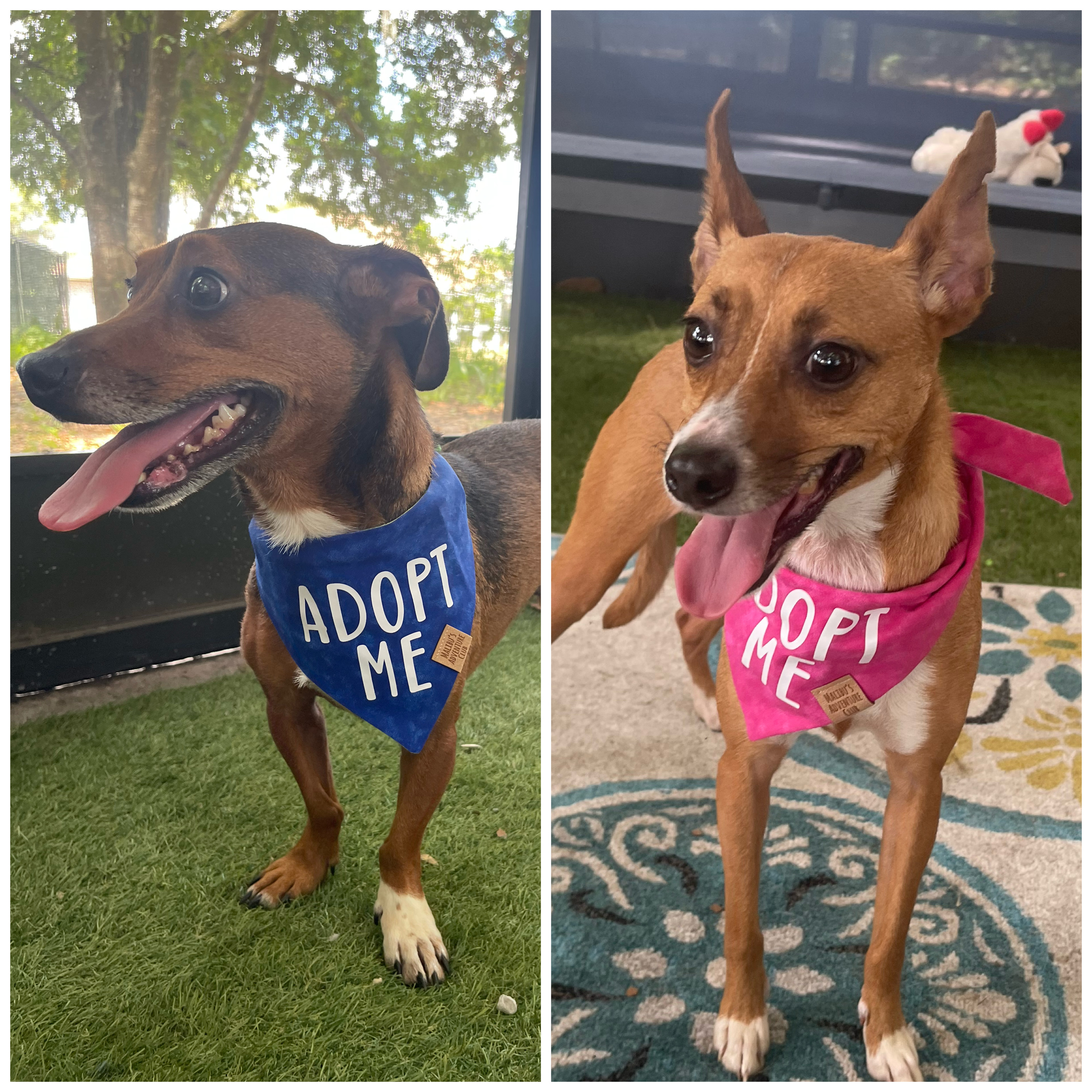 Pumpkin & Buster (Bonded Pair), Adult Male Dachshund