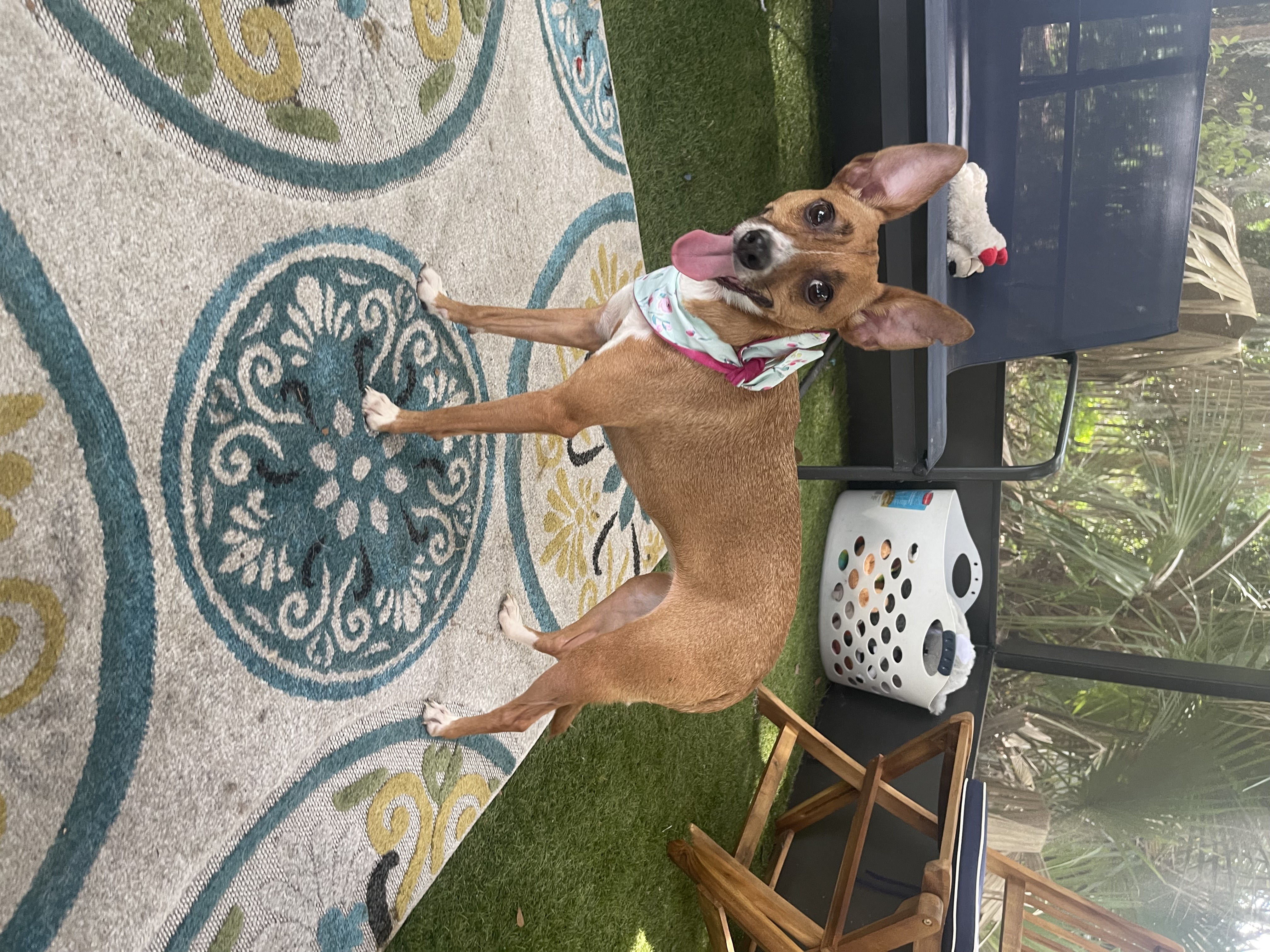 Pumpkin, Adoptable, Adult Female Chihuahua.