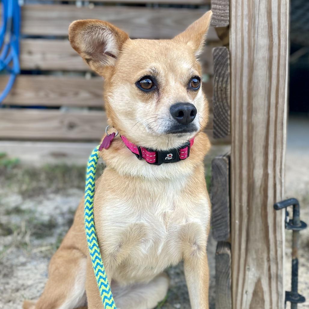 Poinsettia, a Adoptable mixed breed in Freeport, FL image 2/6