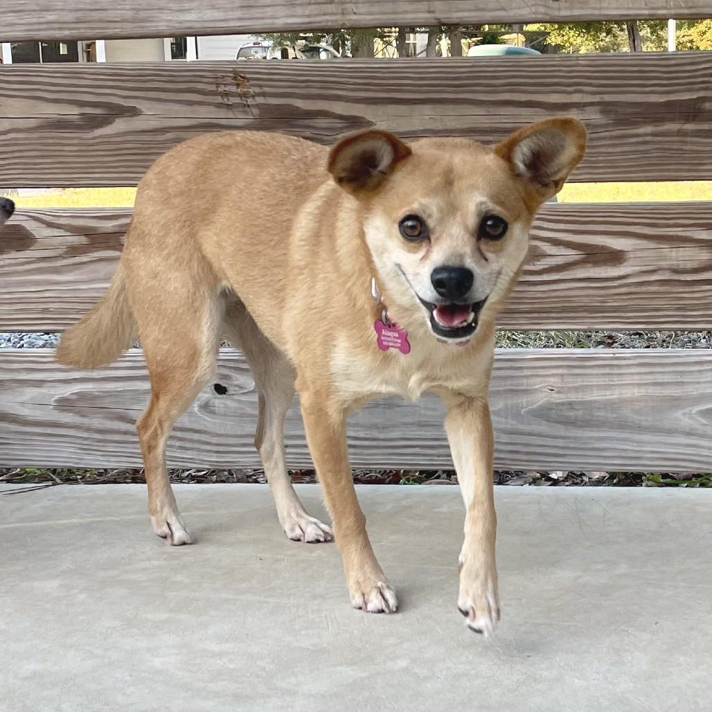 Poinsettia, a Adoptable mixed breed in Freeport, FL image 4/6