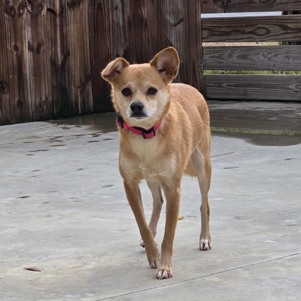 Poinsettia, a Adoptable mixed breed in Freeport, FL image 6/6