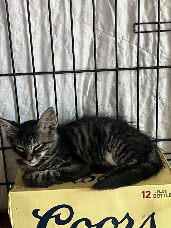 Nori, Adoptable, Kitten Female Tabby.