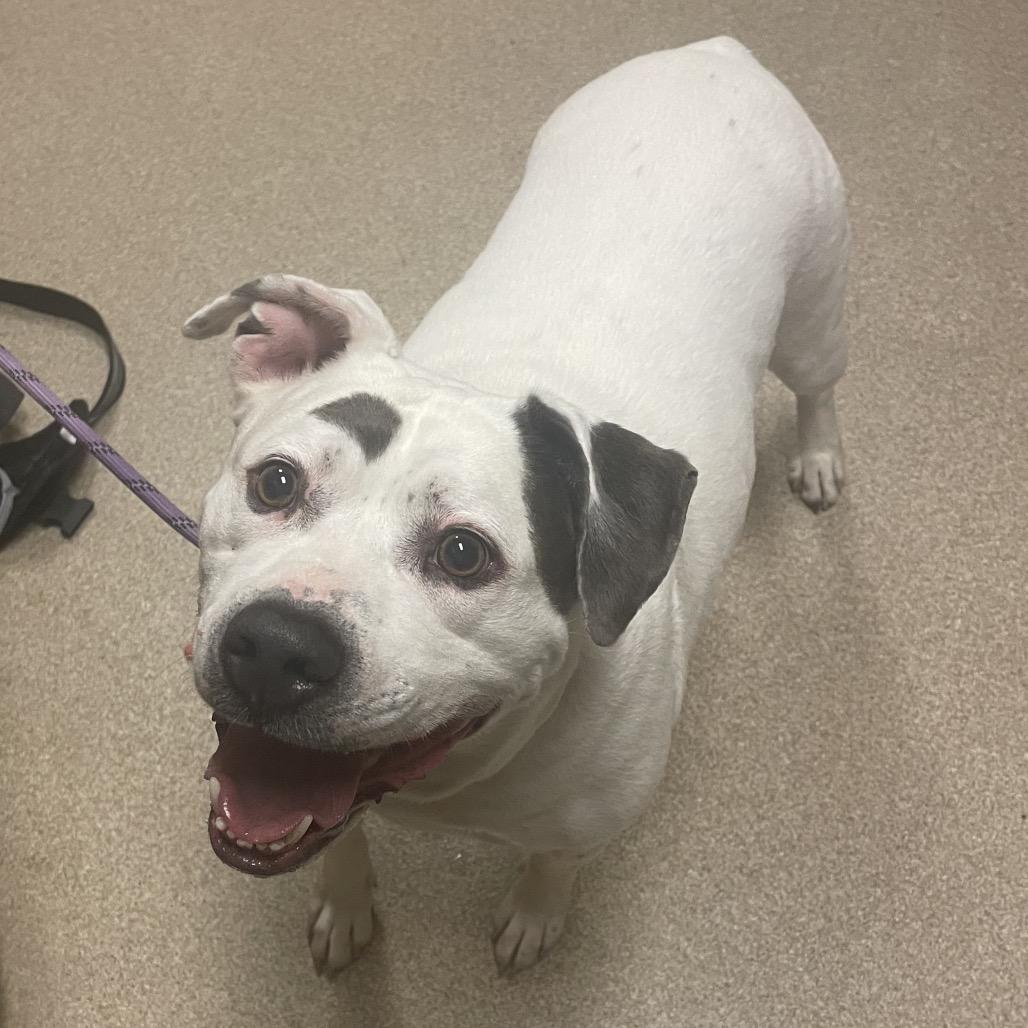 Baloo, Adoptable, Adult Male Staffordshire Bull Terrier.
