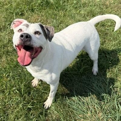 Enlarge Baloo, a Adoptable Staffordshire Bull Terrier in Bristol, IN image 2/6
