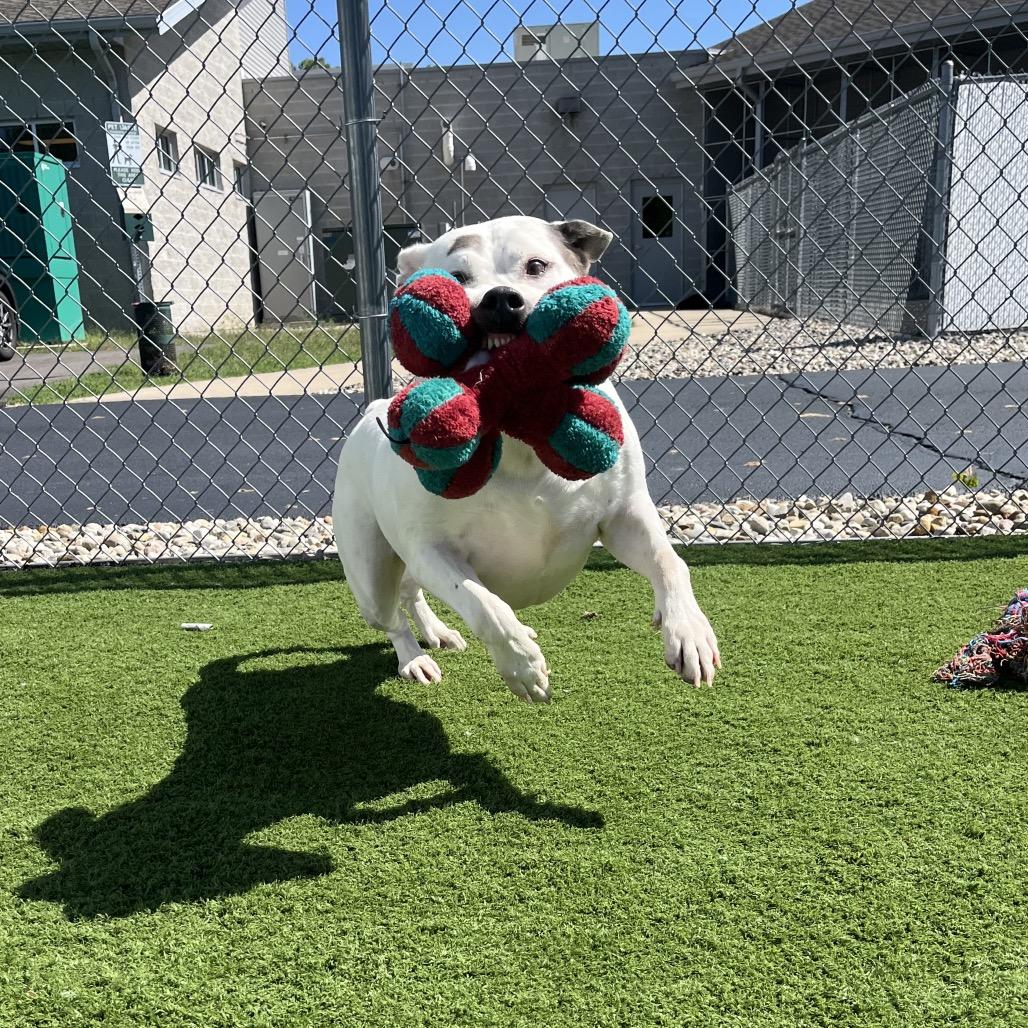 Enlarge Baloo, a Adoptable Staffordshire Bull Terrier in Bristol, IN image 3/6