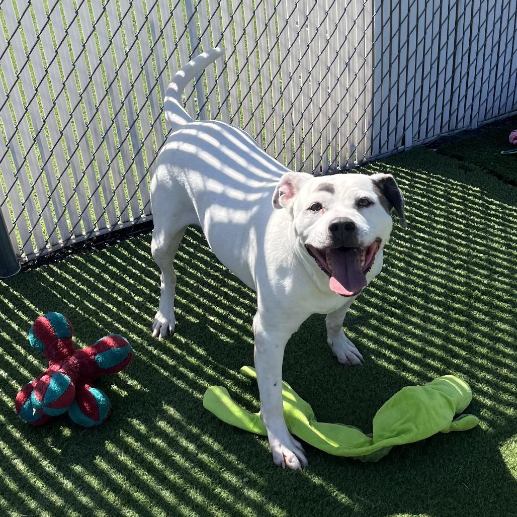 Enlarge Baloo, a Adoptable Staffordshire Bull Terrier in Bristol, IN image 4/6