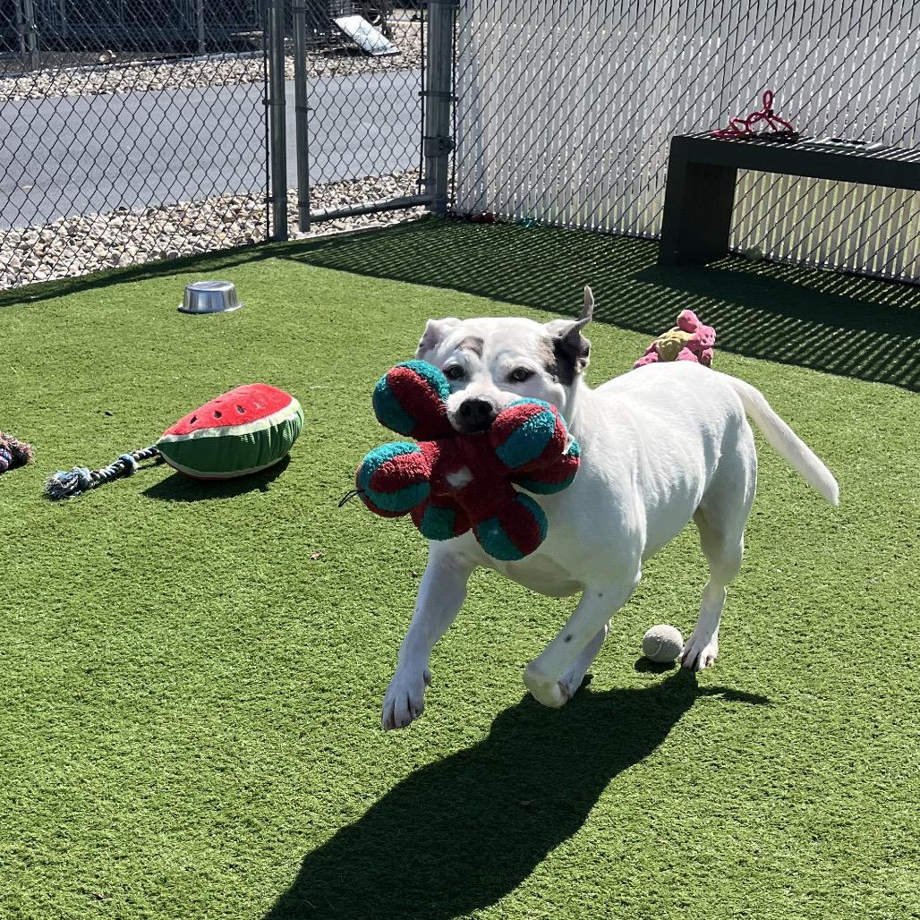 Enlarge Baloo, a Adoptable Staffordshire Bull Terrier in Bristol, IN image 5/6