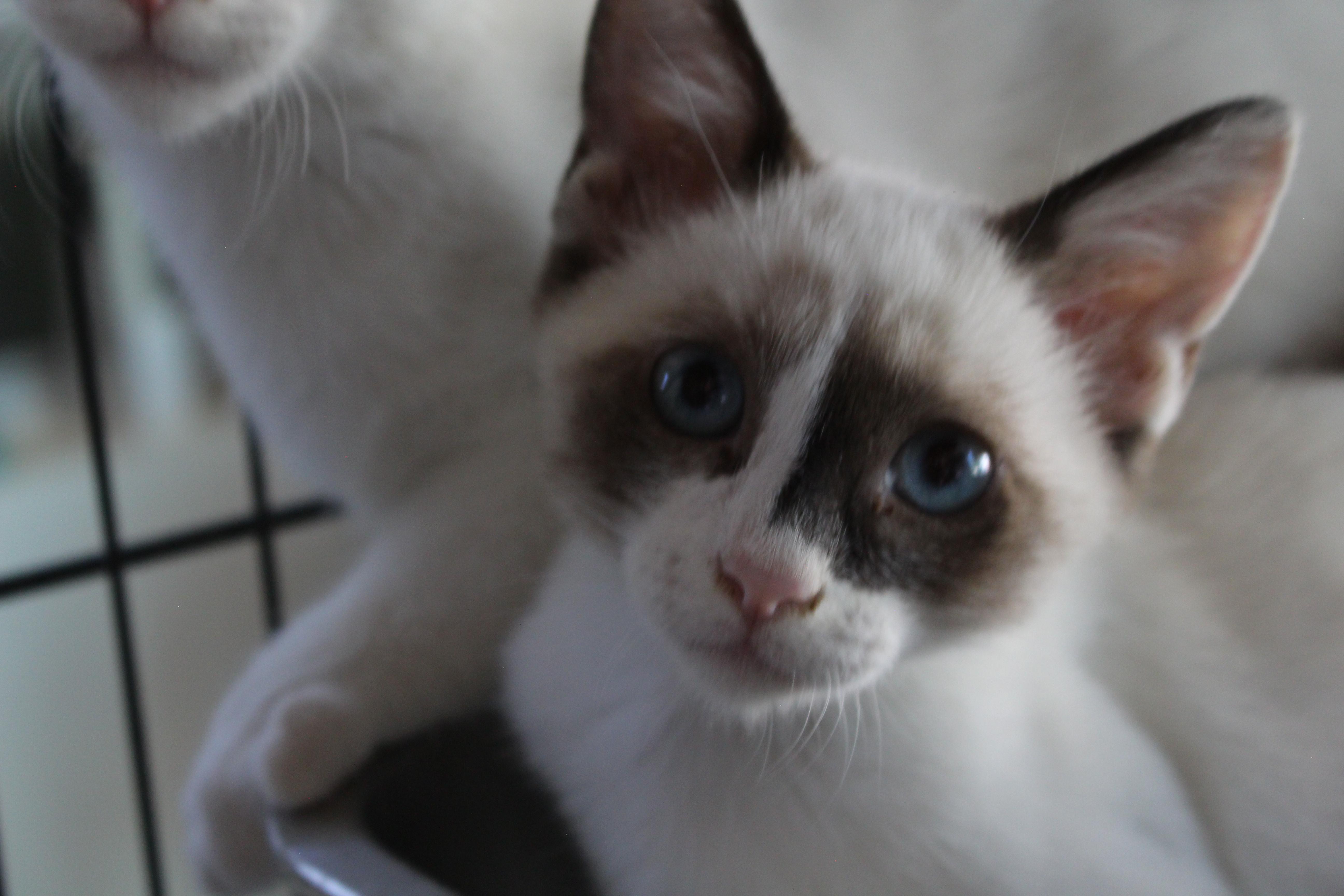 0429-2602, ADOPTABLE, Kitten Female Domestic Short Hair.