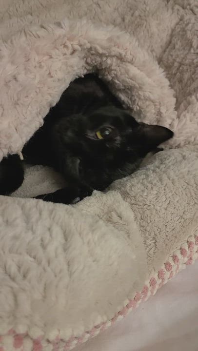 Enlarge Onyx, a Adopted mixed breed in Columbus, OH video 3/6