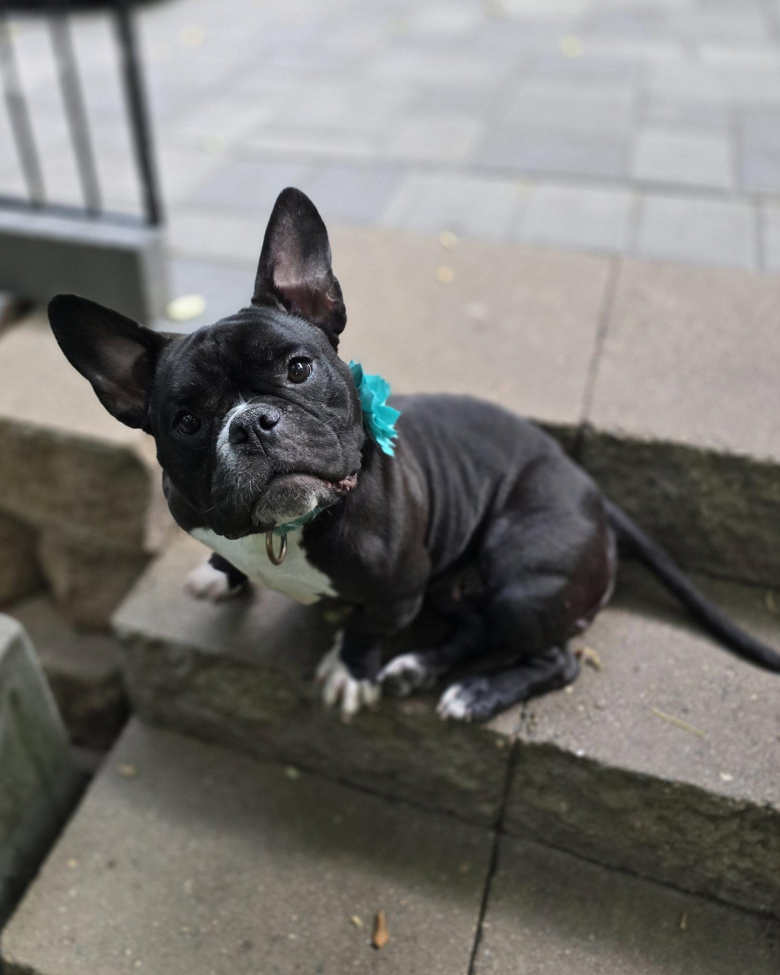 Enlarge Caliente, a Adoptable French Bulldog in Brooklyn Center, MN image 1/3