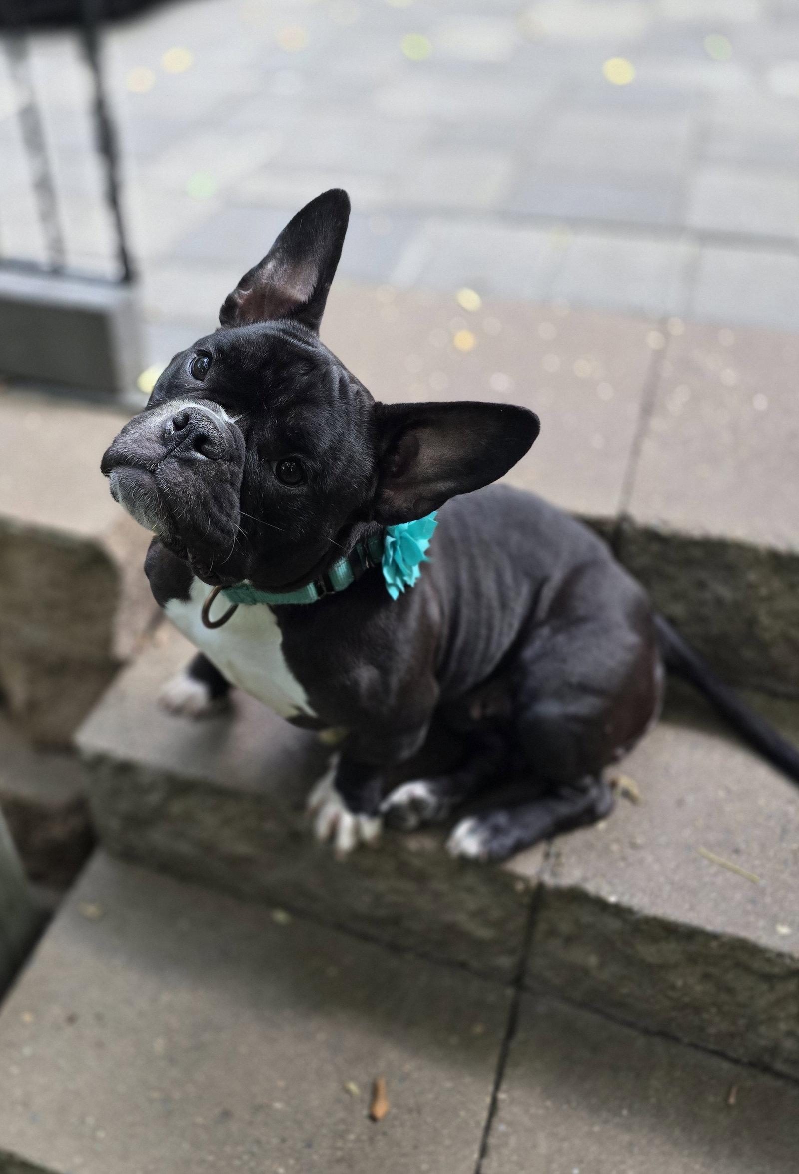Enlarge Caliente, a Adoptable French Bulldog in Brooklyn Center, MN image 2/3