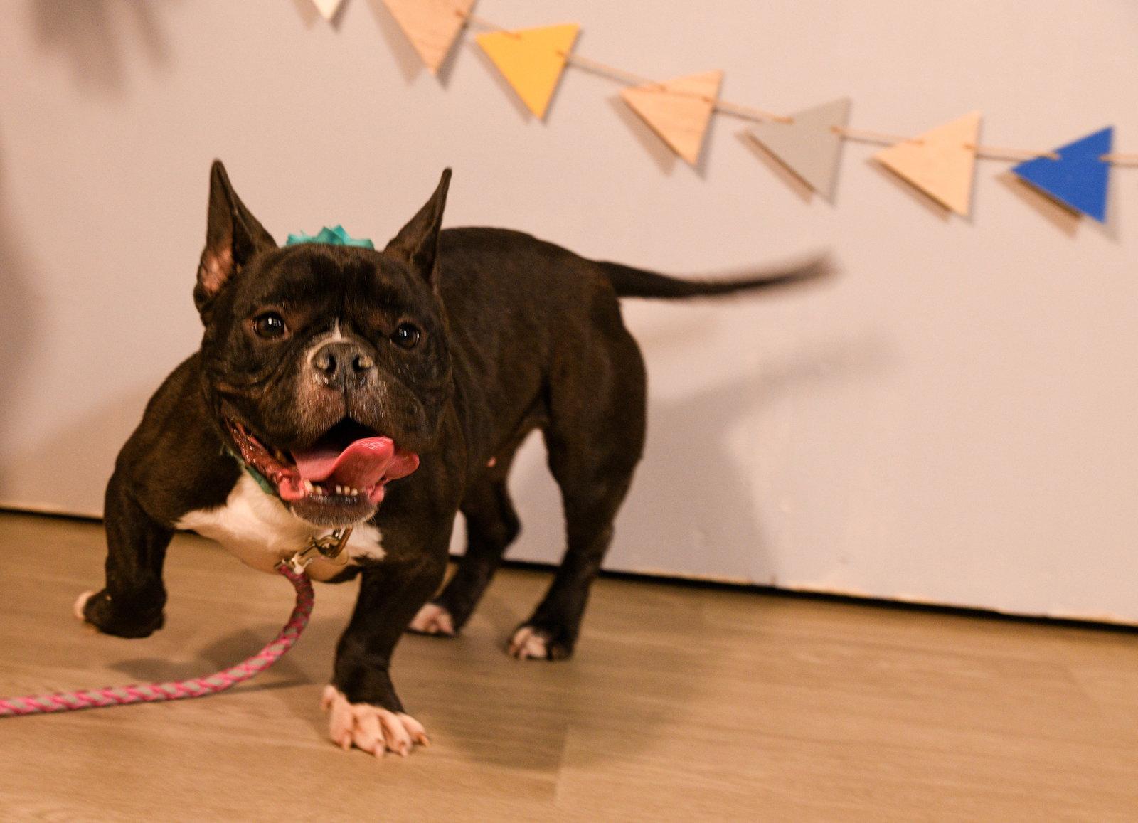Enlarge Caliente, a Adoptable French Bulldog in Brooklyn Center, MN image 3/3