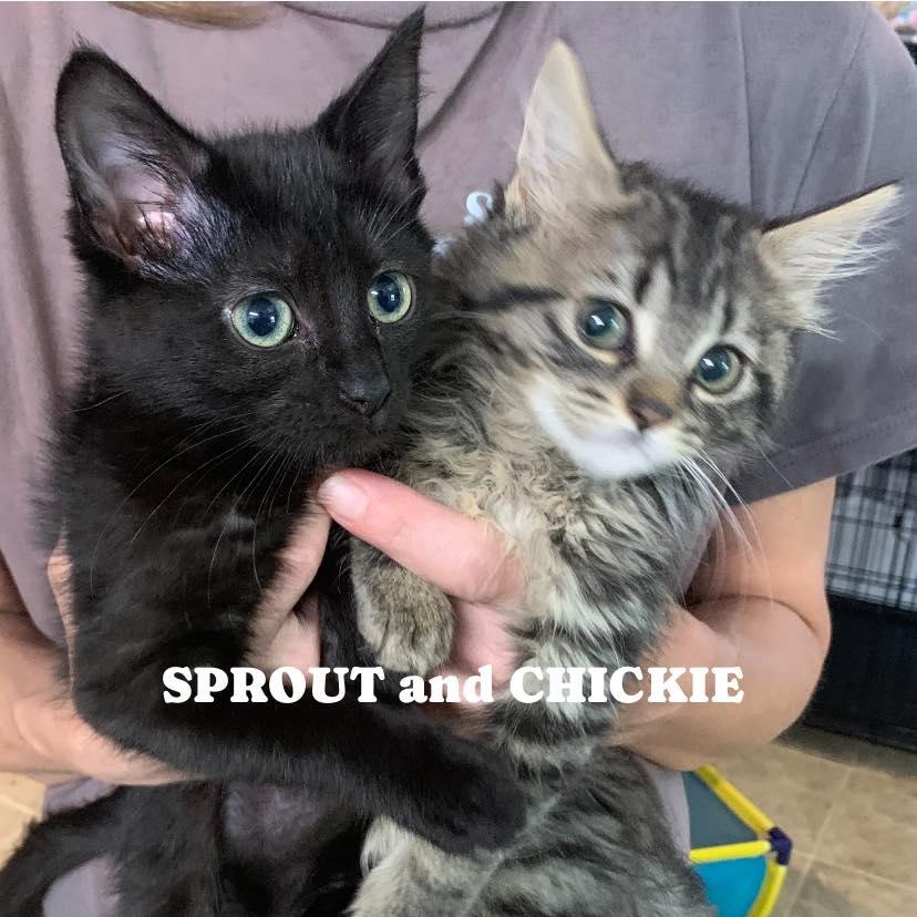 Sprout & Chickie 2