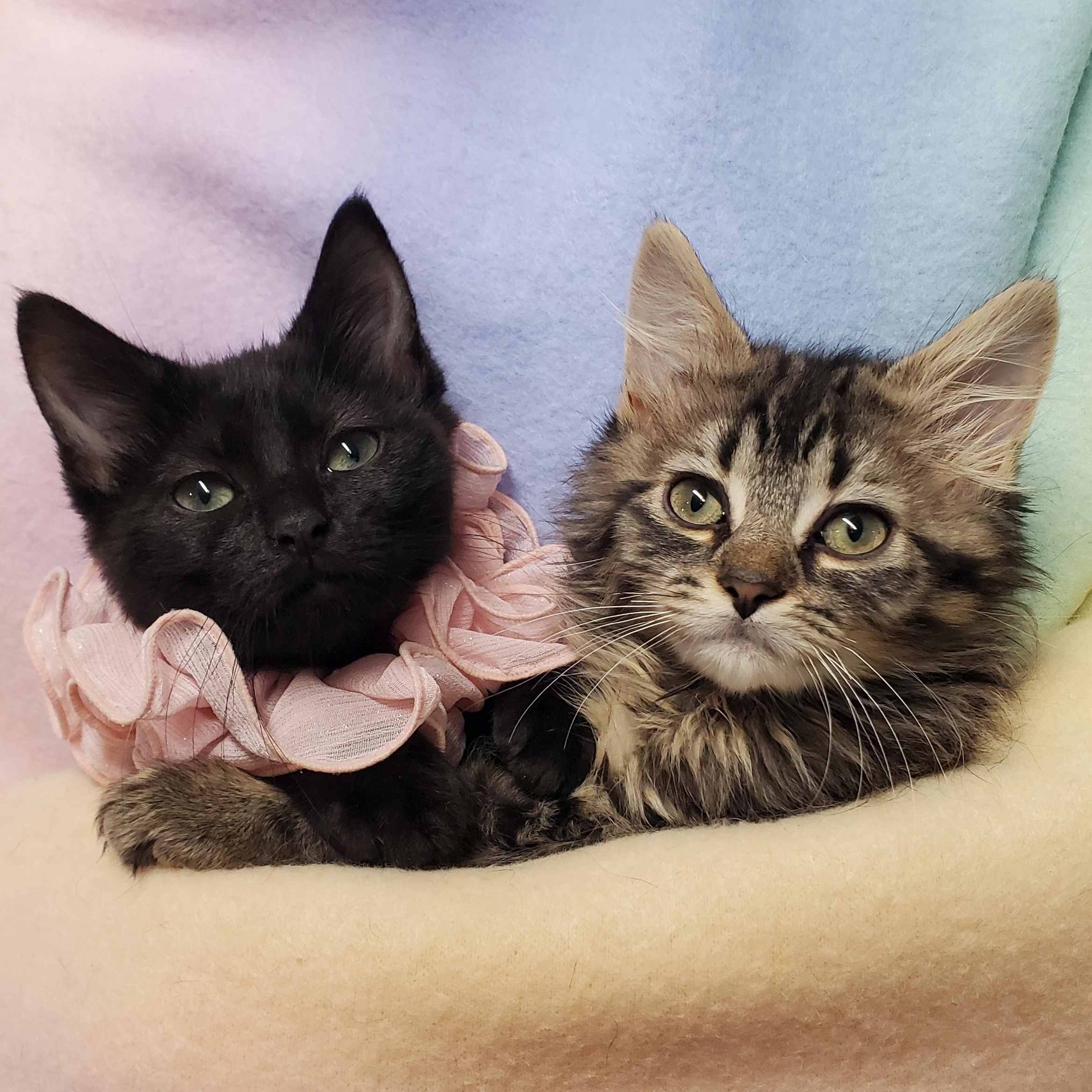 Sprout & Chickie