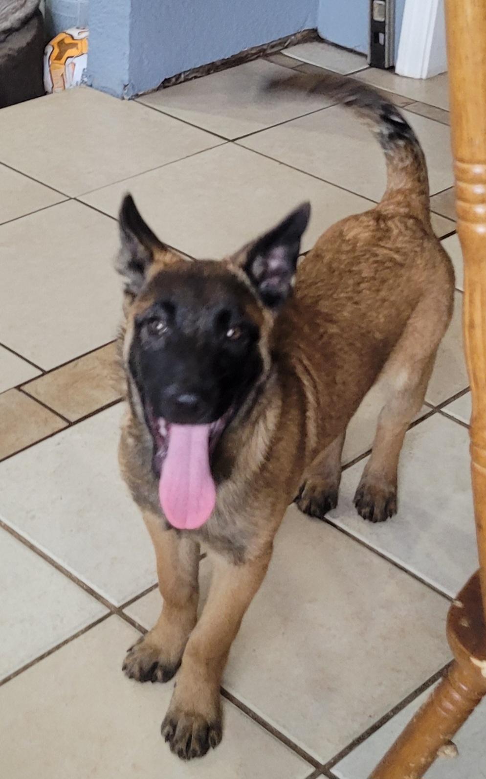 Ruger, ADOPTABLE, Puppy Male Belgian Shepherd / Malinois.