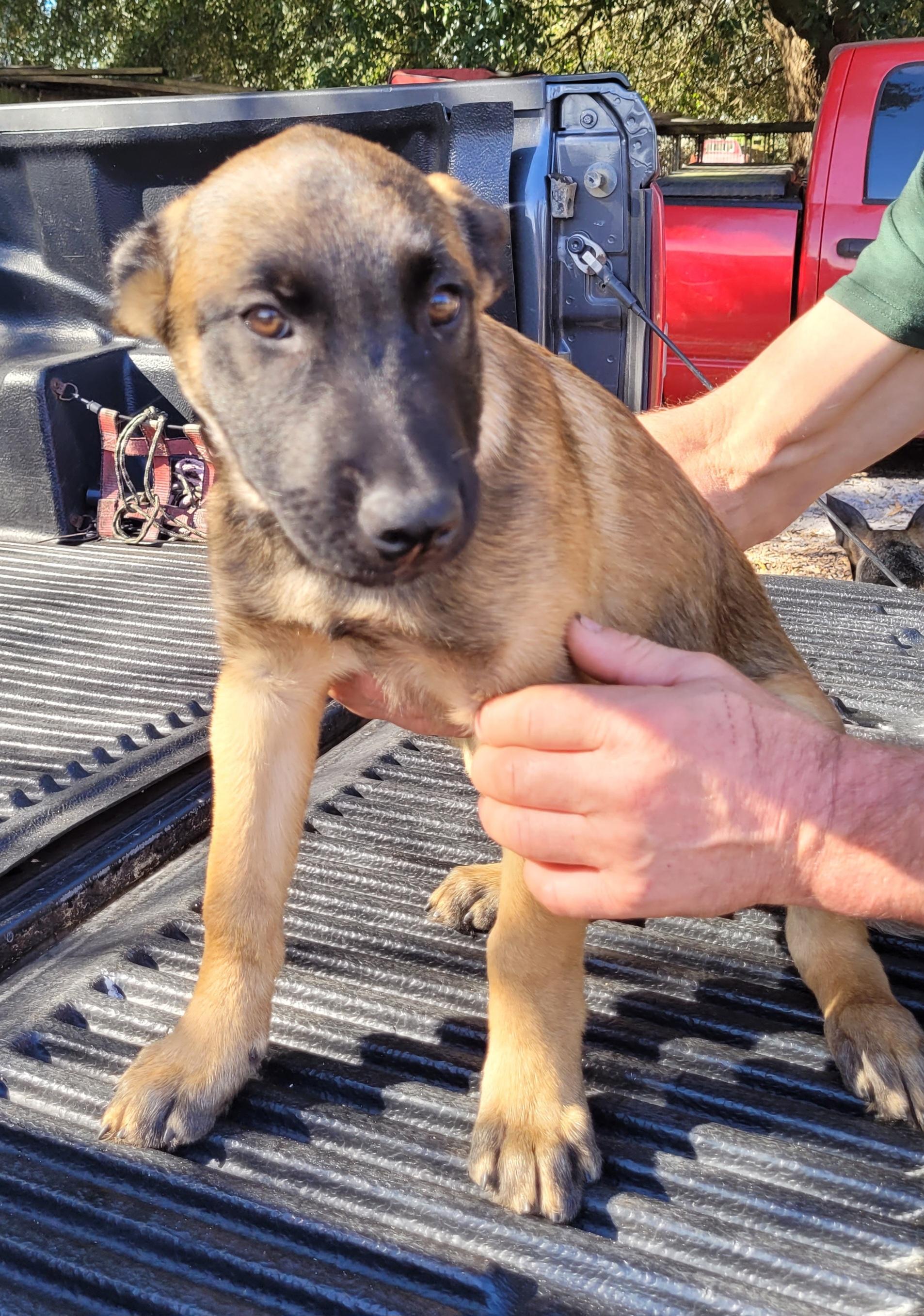Enlarge Ruger, a ADOPTABLE Belgian Shepherd / Malinois in Chiefland, FL image 1/2