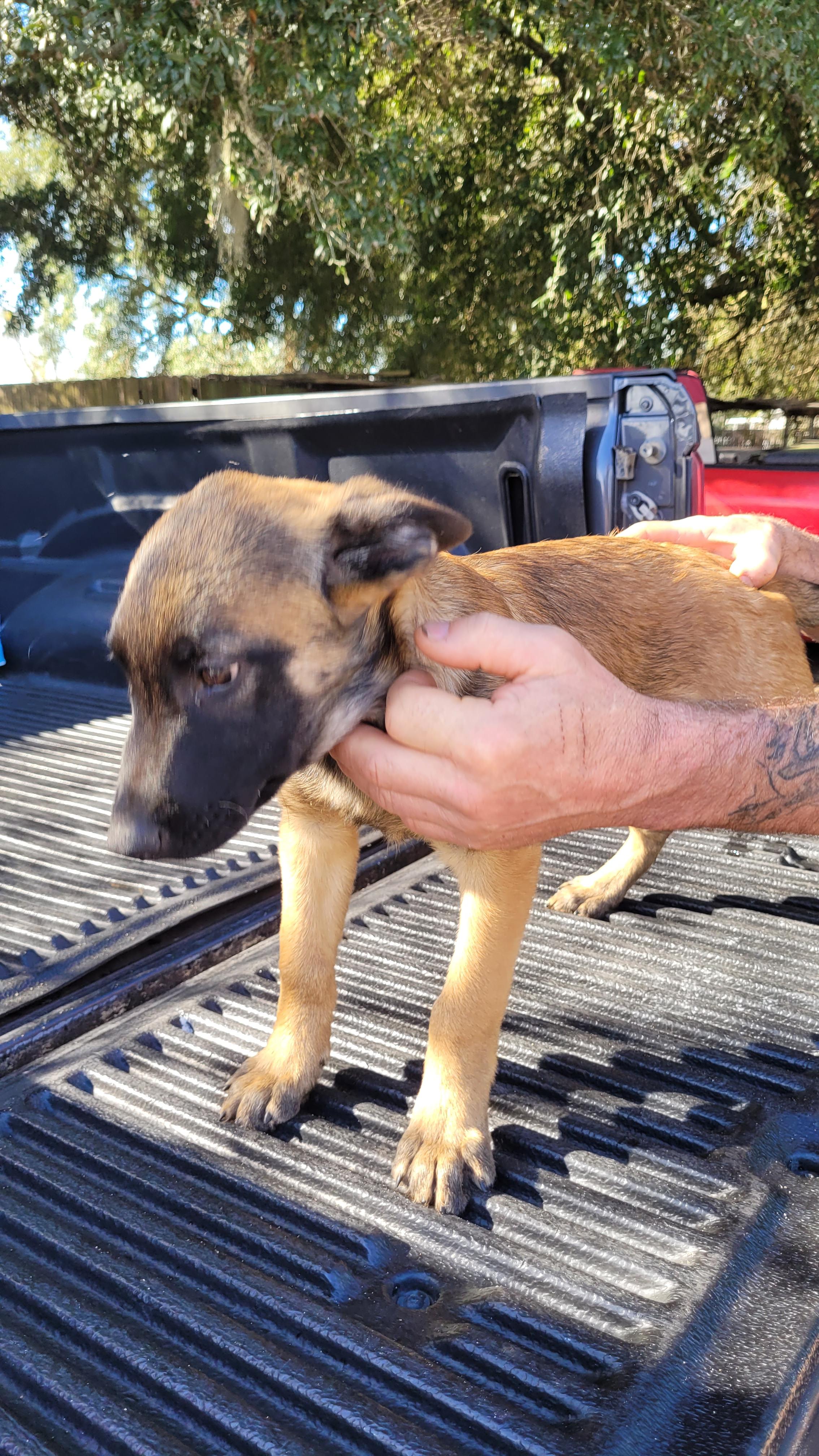 Enlarge Ruger, a ADOPTABLE Belgian Shepherd / Malinois in Chiefland, FL image 2/2