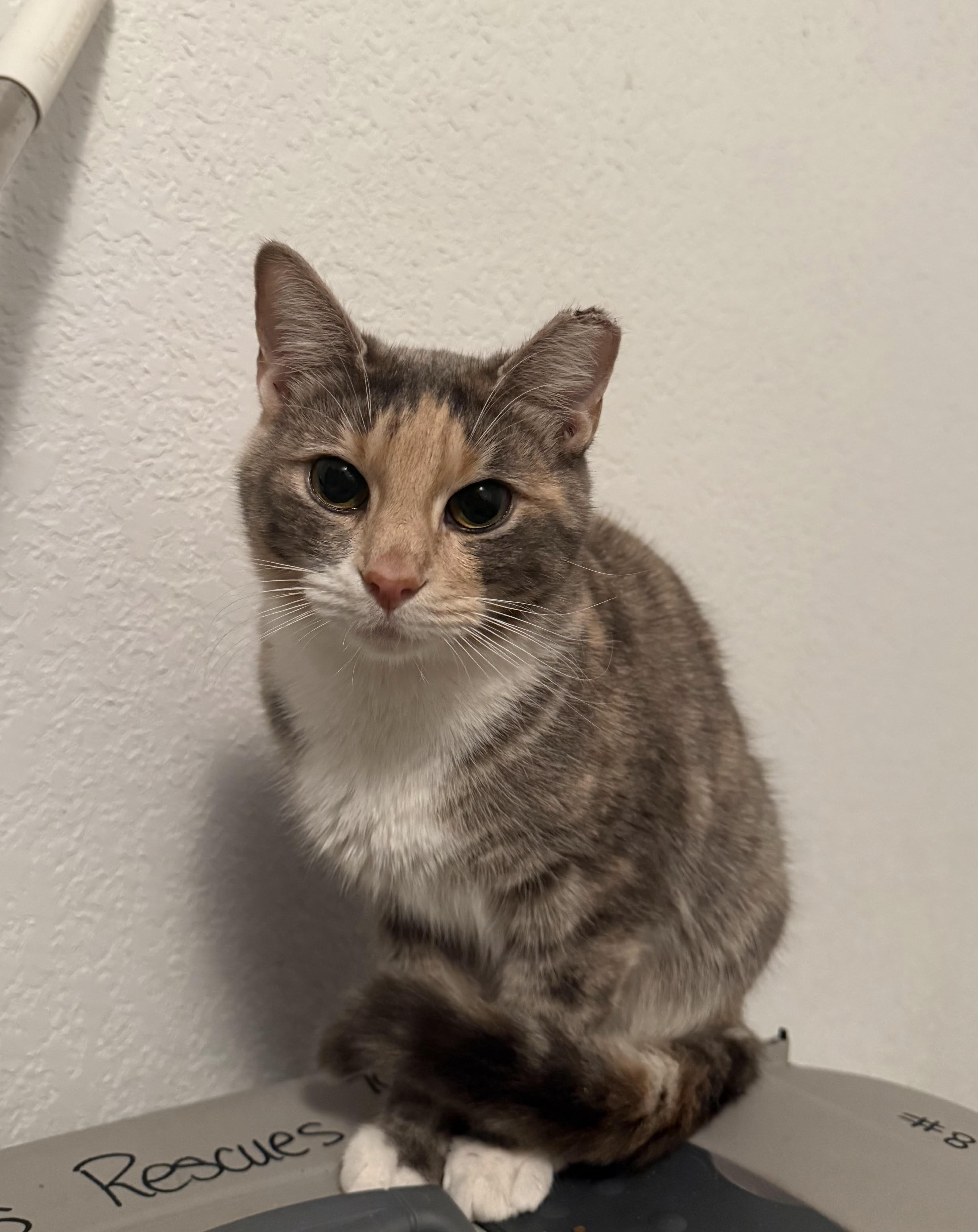 Enlarge Shirley, an adopted American Shorthair in Fertile, MN image 1/1