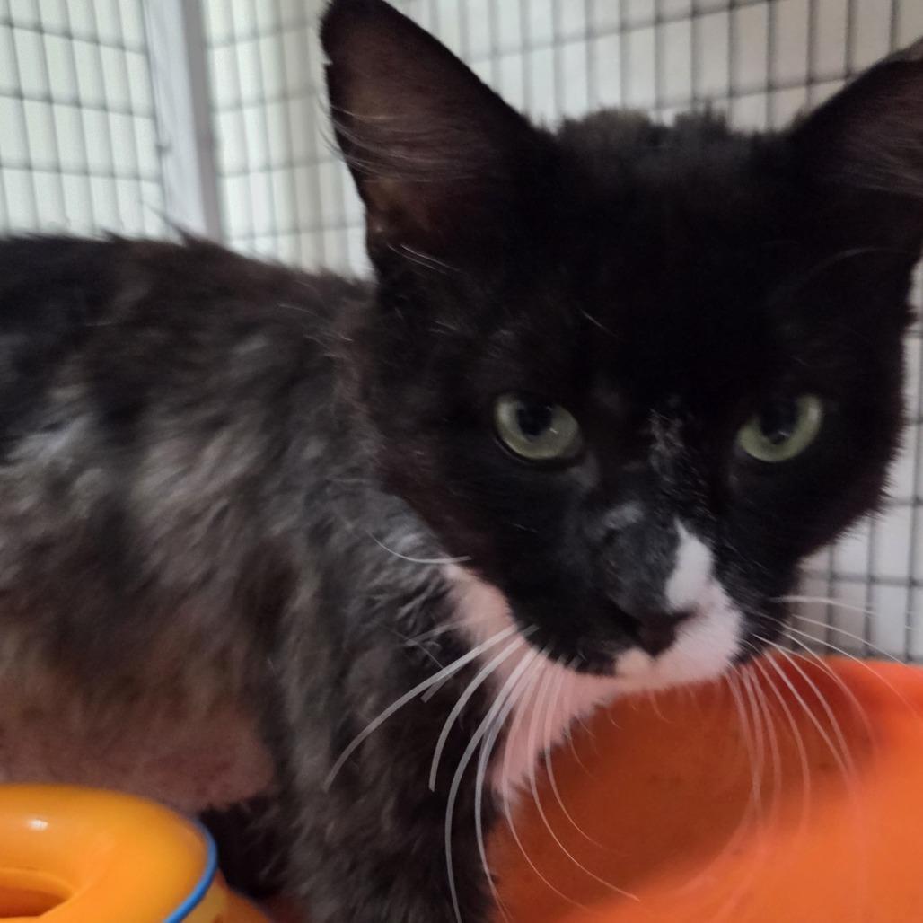 Tommy Boy, a Adoptable Domestic Medium Hair in Allyn, WA image 1/4