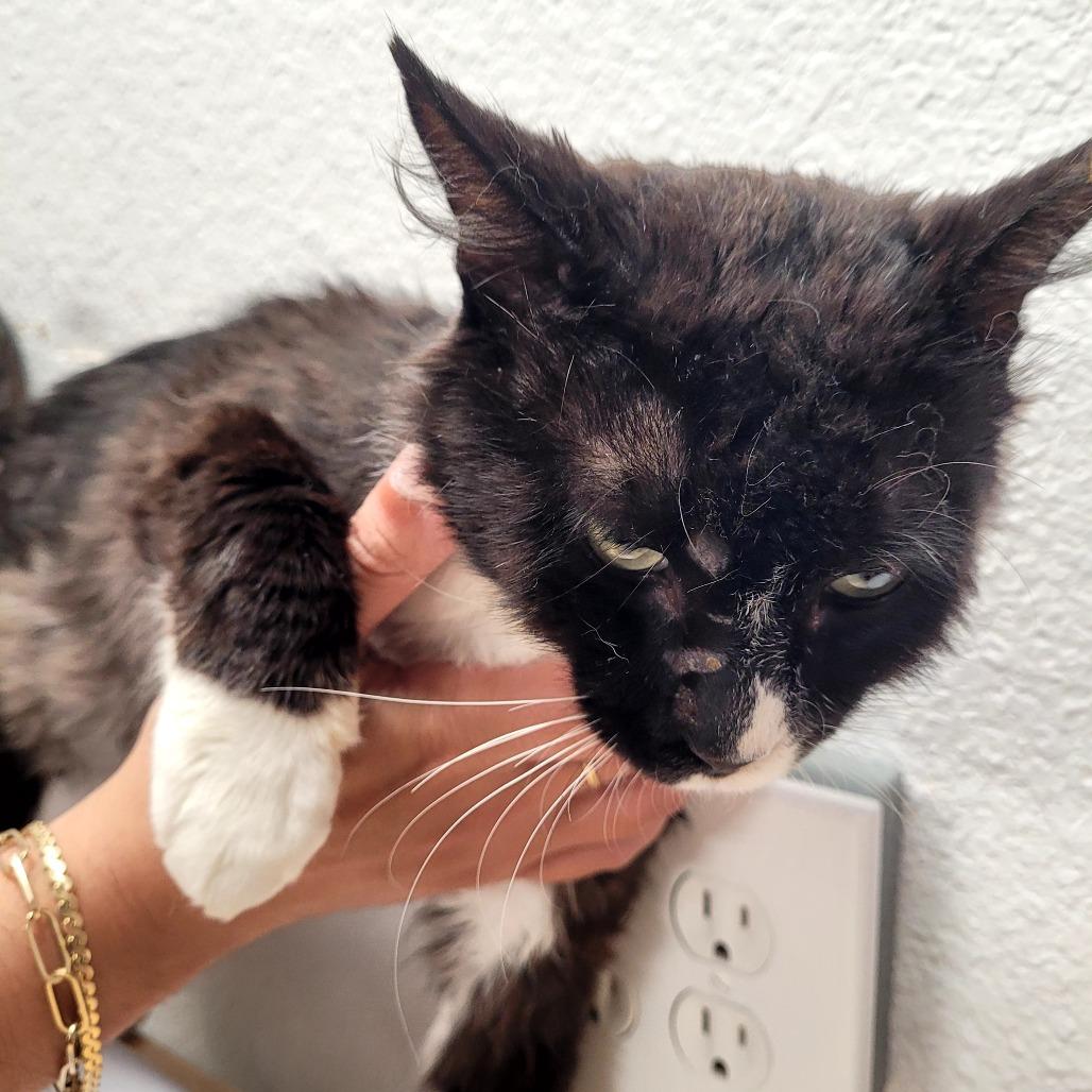 Tommy Boy, a Adoptable Domestic Medium Hair in Allyn, WA image 2/4