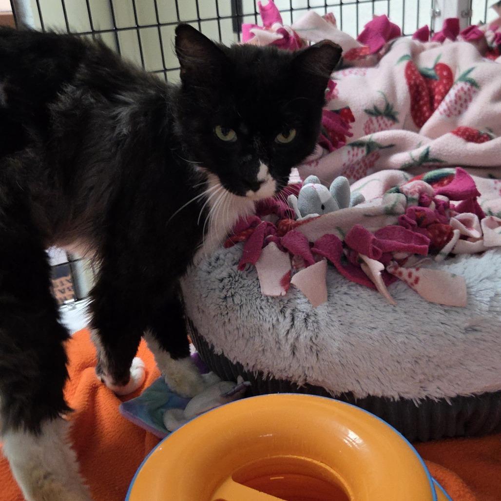 Tommy Boy, a Adoptable Domestic Medium Hair in Allyn, WA image 3/4