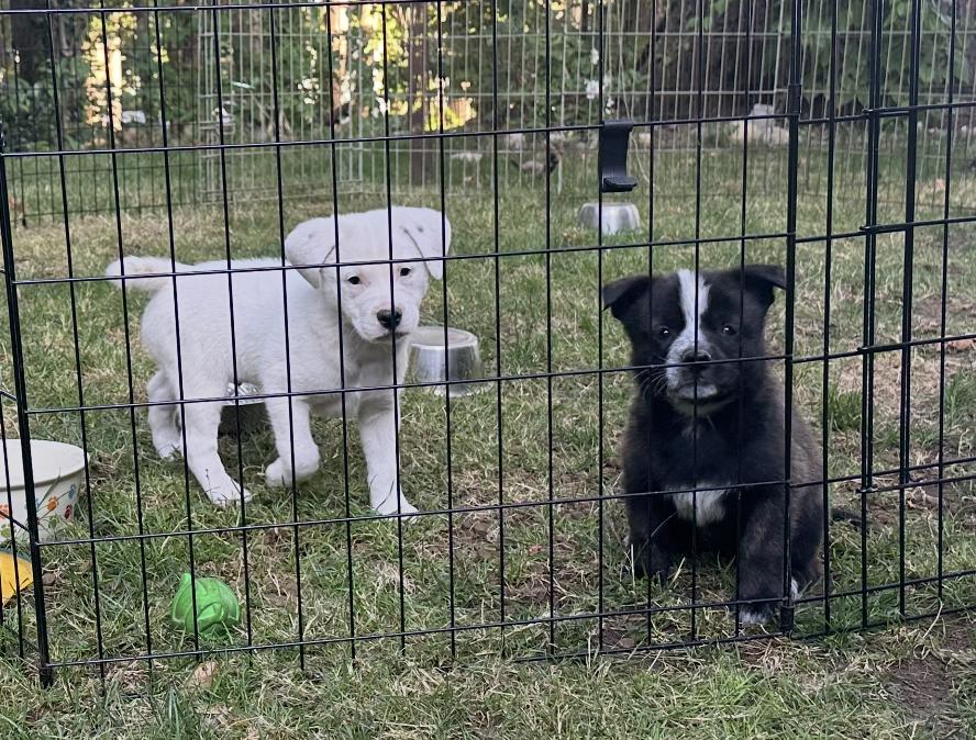 Sprout & Spud
