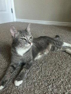 Enlarge Cookie, a Adoptable mixed breed in Phoenix, AZ image 1/3